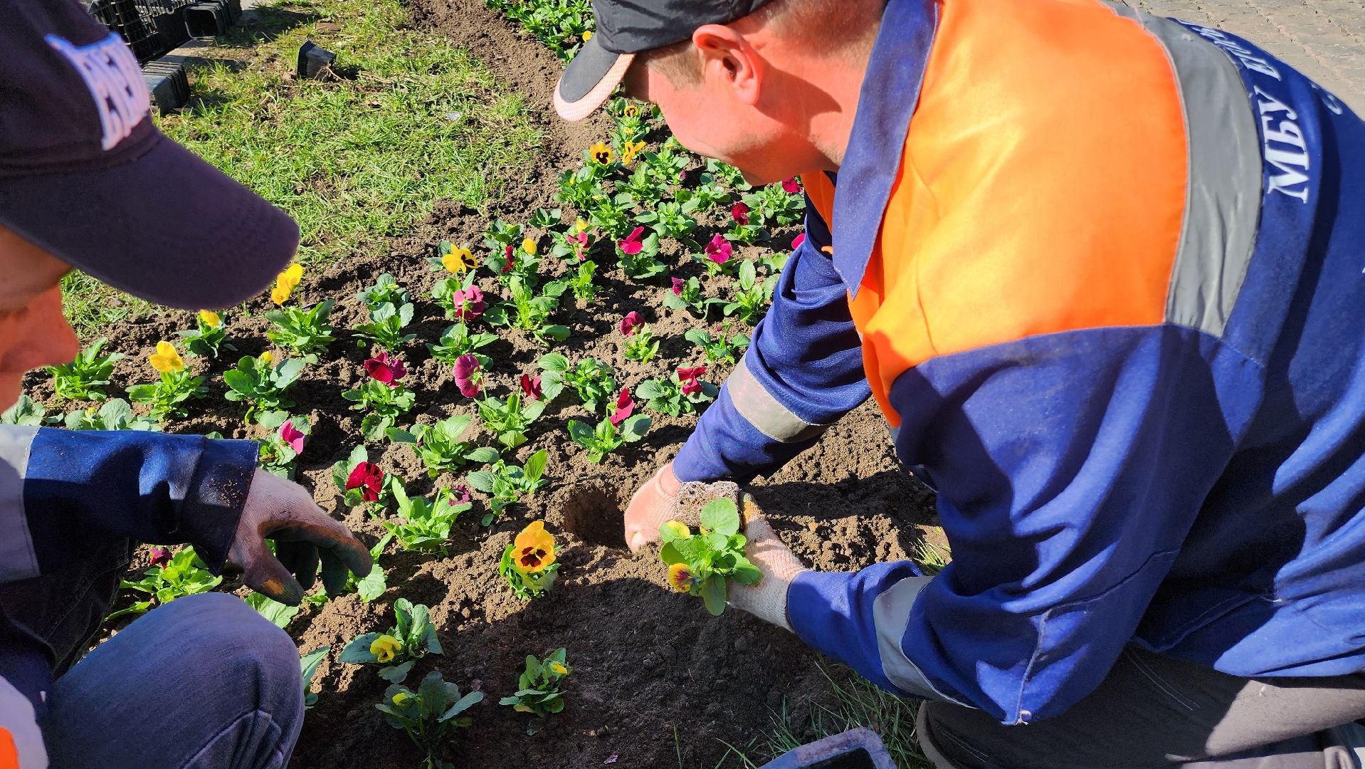 Егорьевск, Цветы, Благоустройство, Подмосковье, московская область,