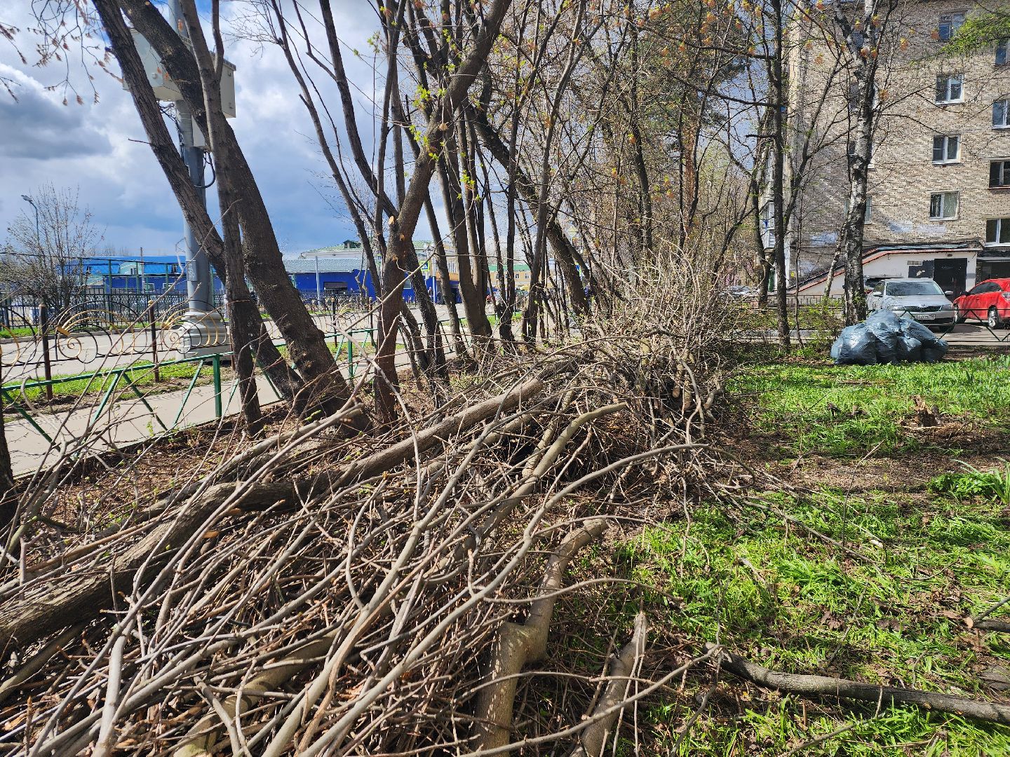 пушкино, субботник, благоустройство, уборка дворов, деревья,
