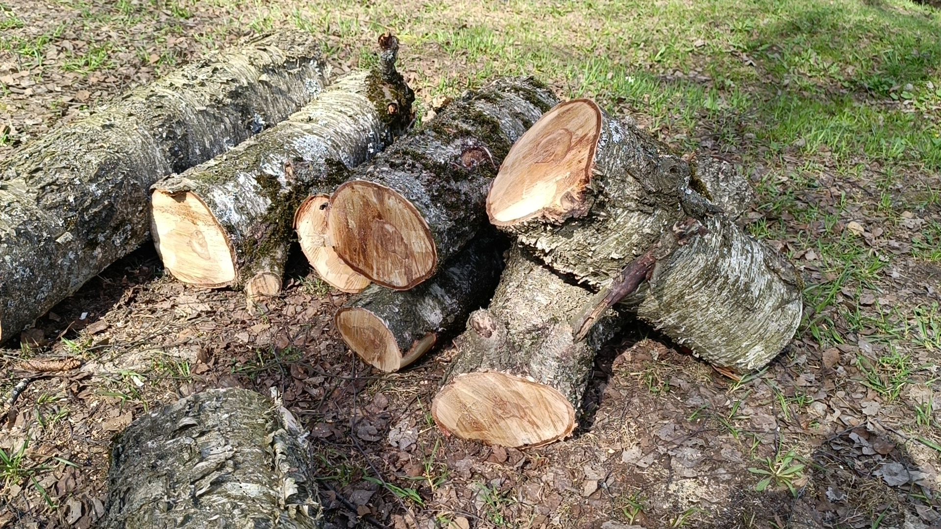 дерево, парк, лобня,