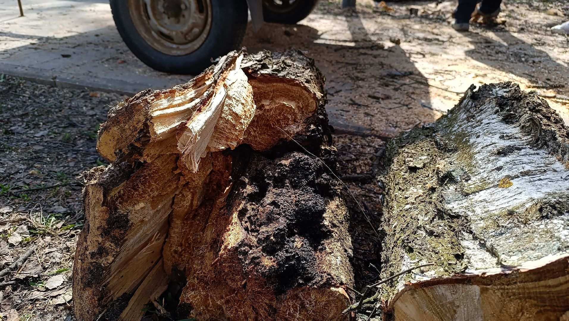 дерево, парк, лобня,