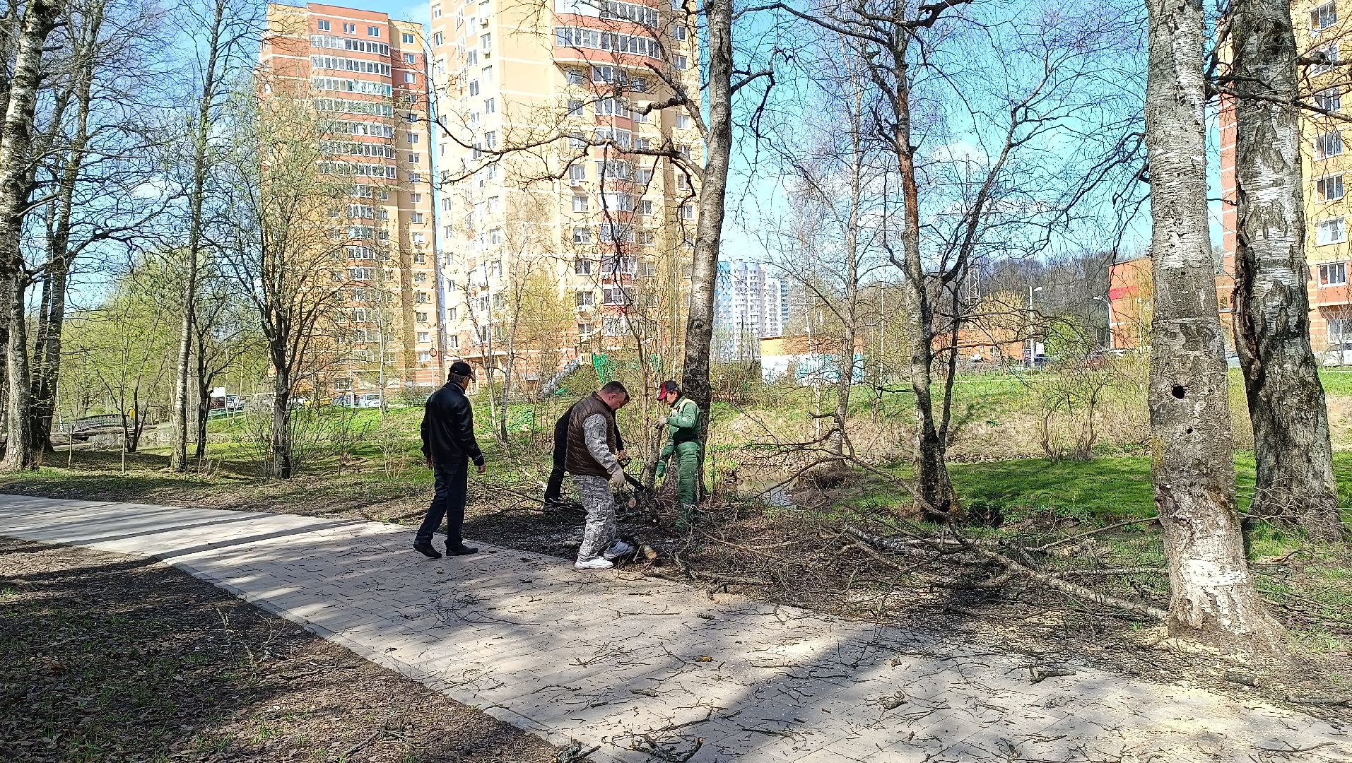 дерево, парк, лобня,