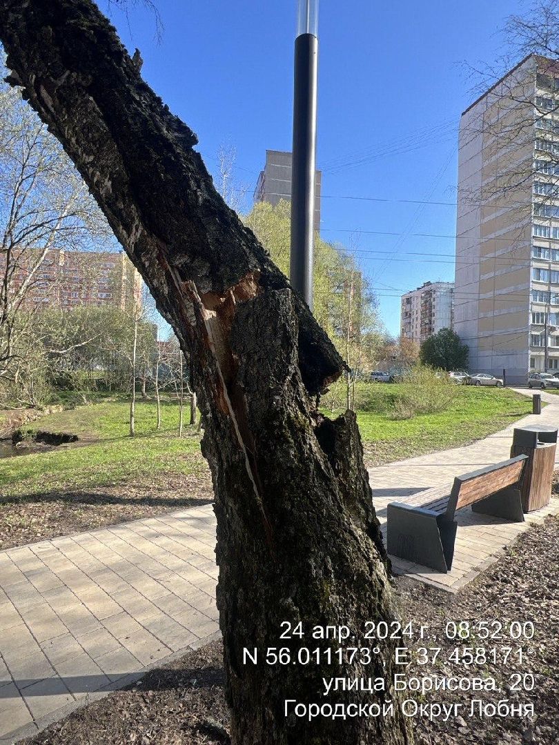 дерево, парк, лобня,