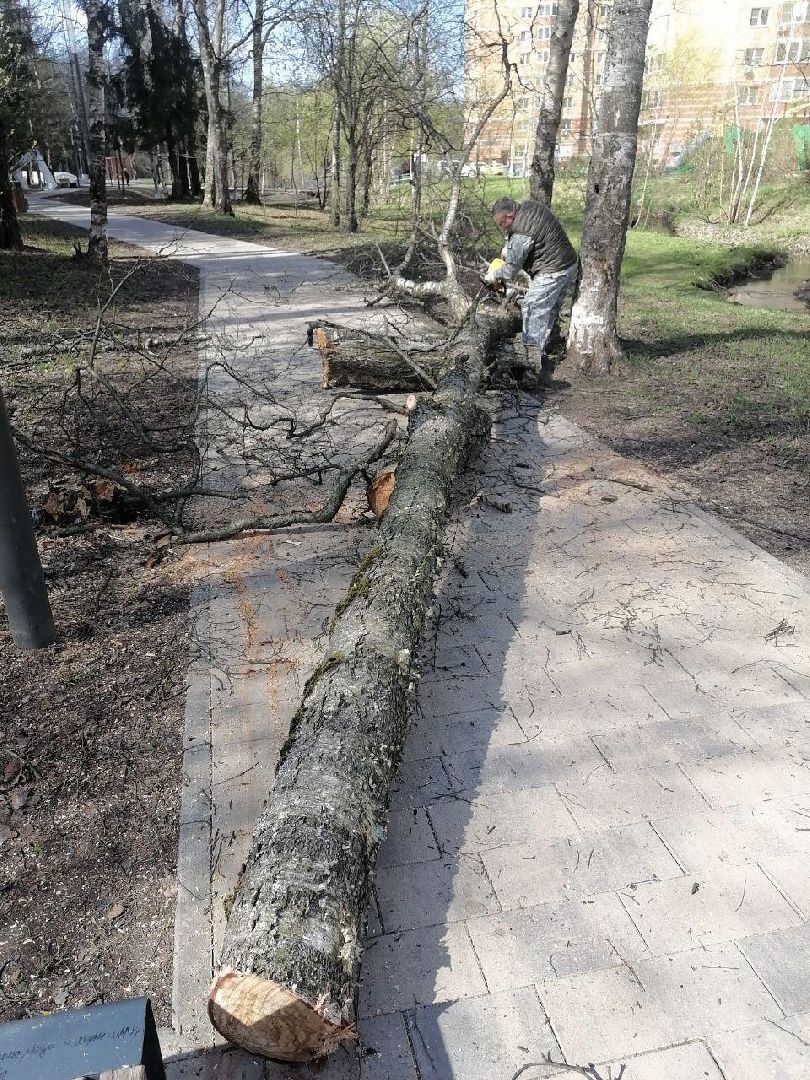 дерево, парк, лобня,