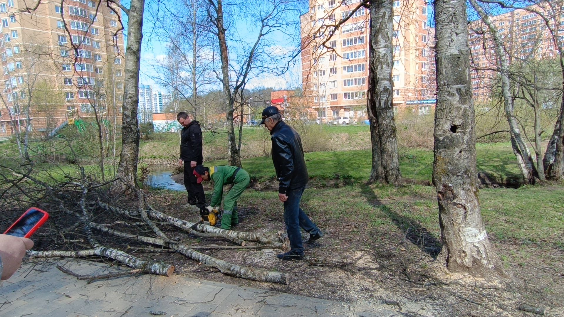 дерево, парк, лобня,