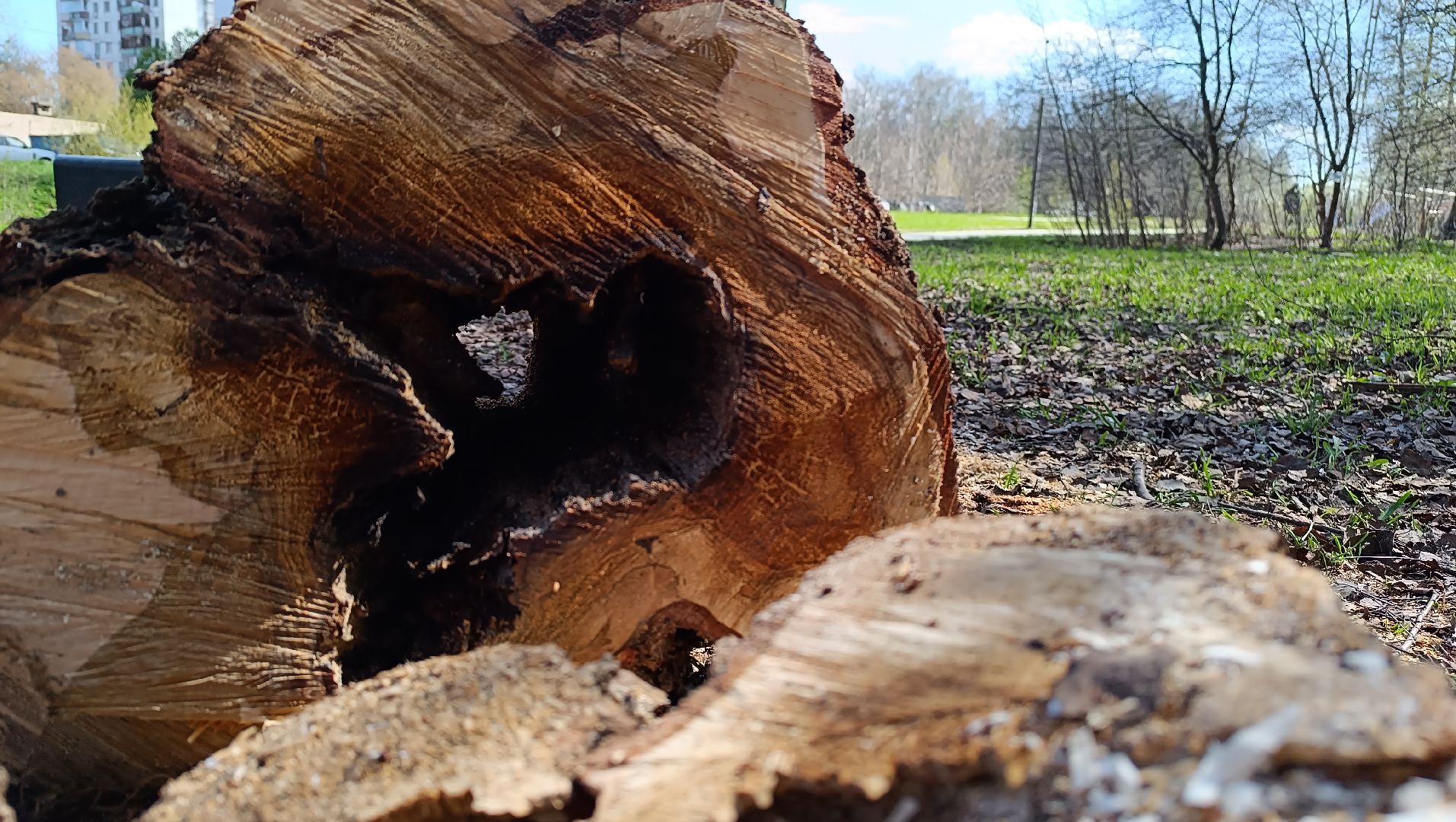 дерево, парк, лобня,