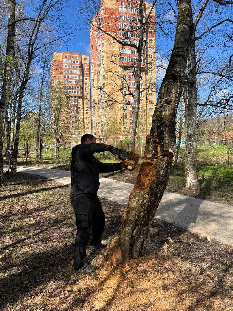 дерево, парк, лобня,