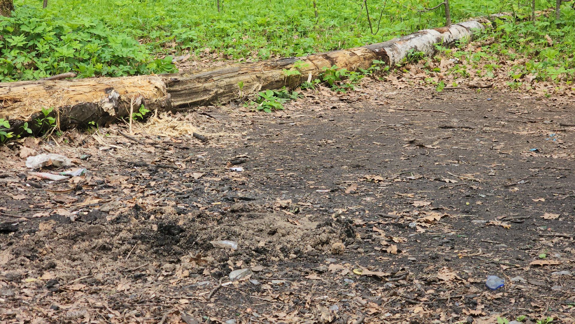 пожароопасный сезон, штрафы за разведение костров, экология подмосковья, отдых в подмосковье,