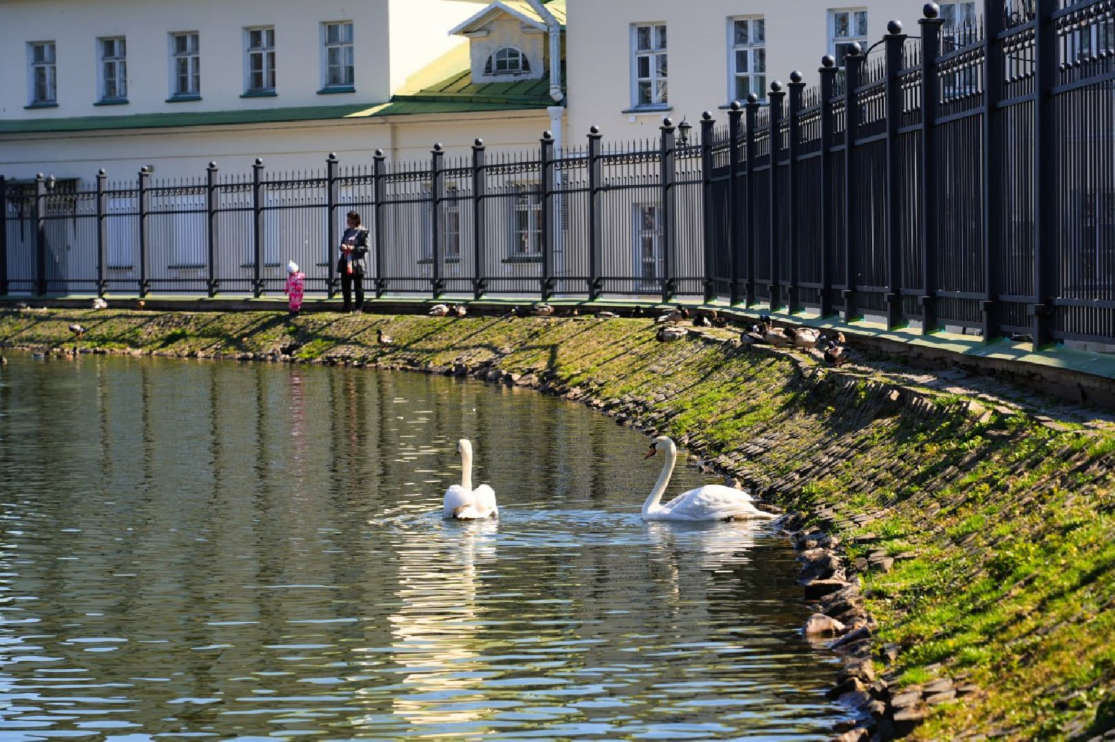 Сергиев Посад, Лебеди, Белый пруд, Общество, Жители, Природа,
