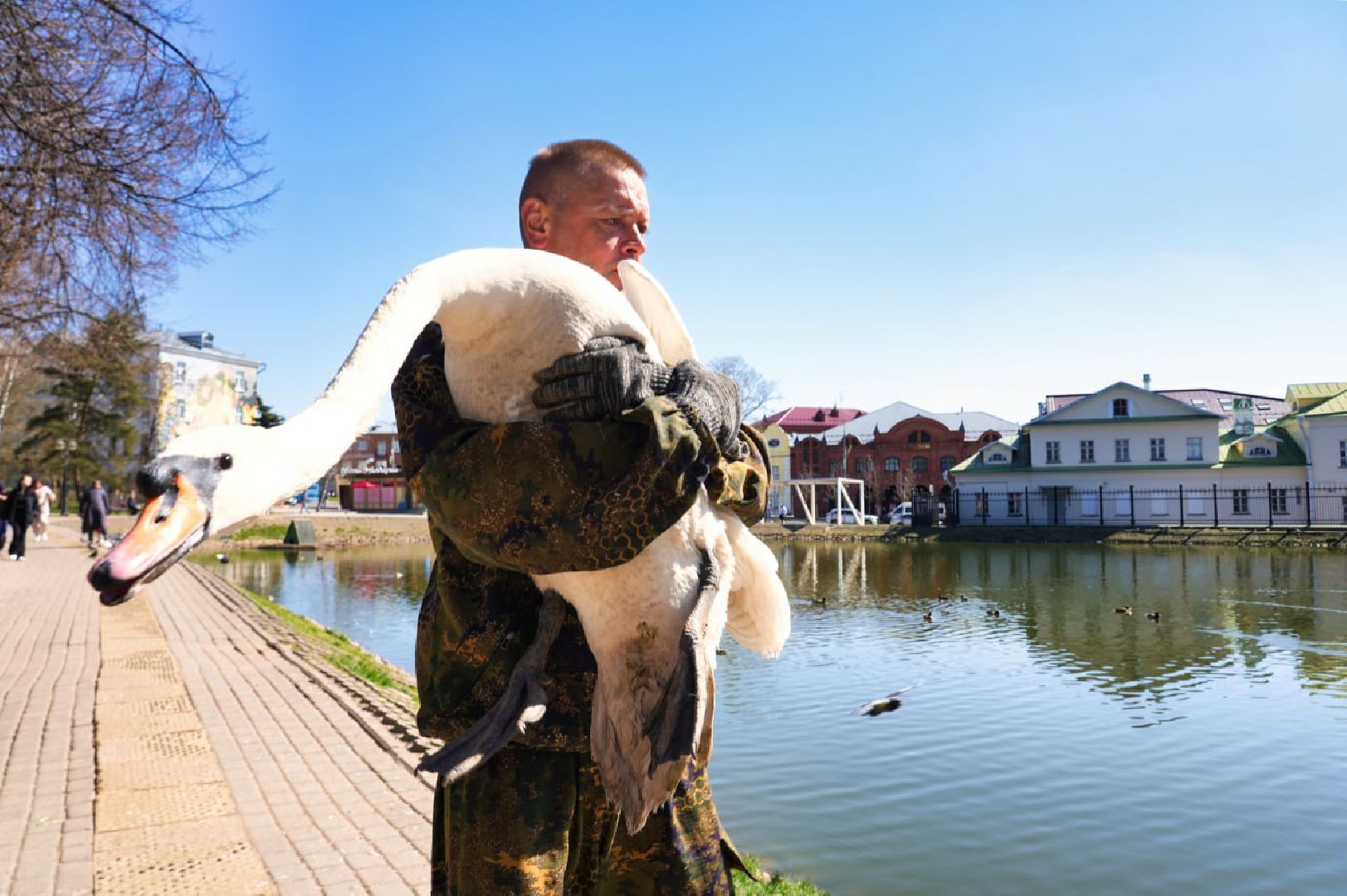 Сергиев Посад, Лебеди, Белый пруд, Общество, Жители, Природа,