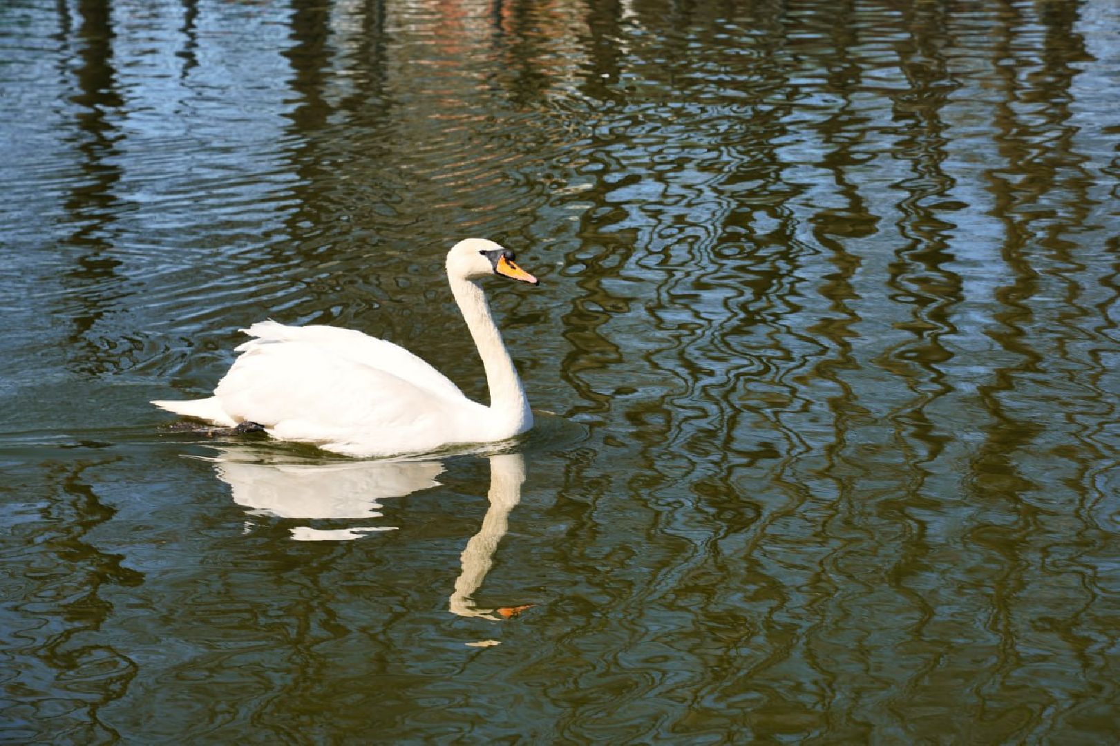 Сергиев Посад, Лебеди, Белый пруд, Общество, Жители, Природа,