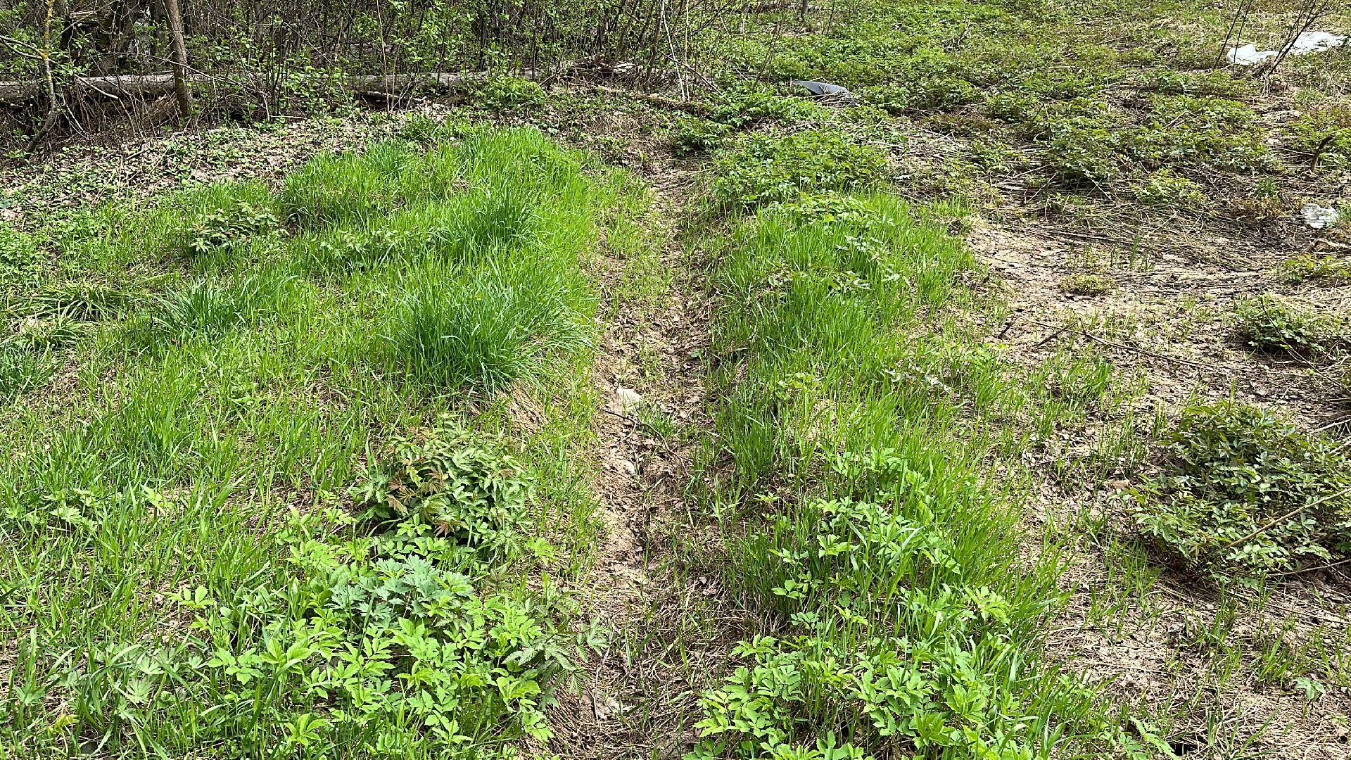 Клин, общество, безопасность, отдых на природе, лесные пожары,