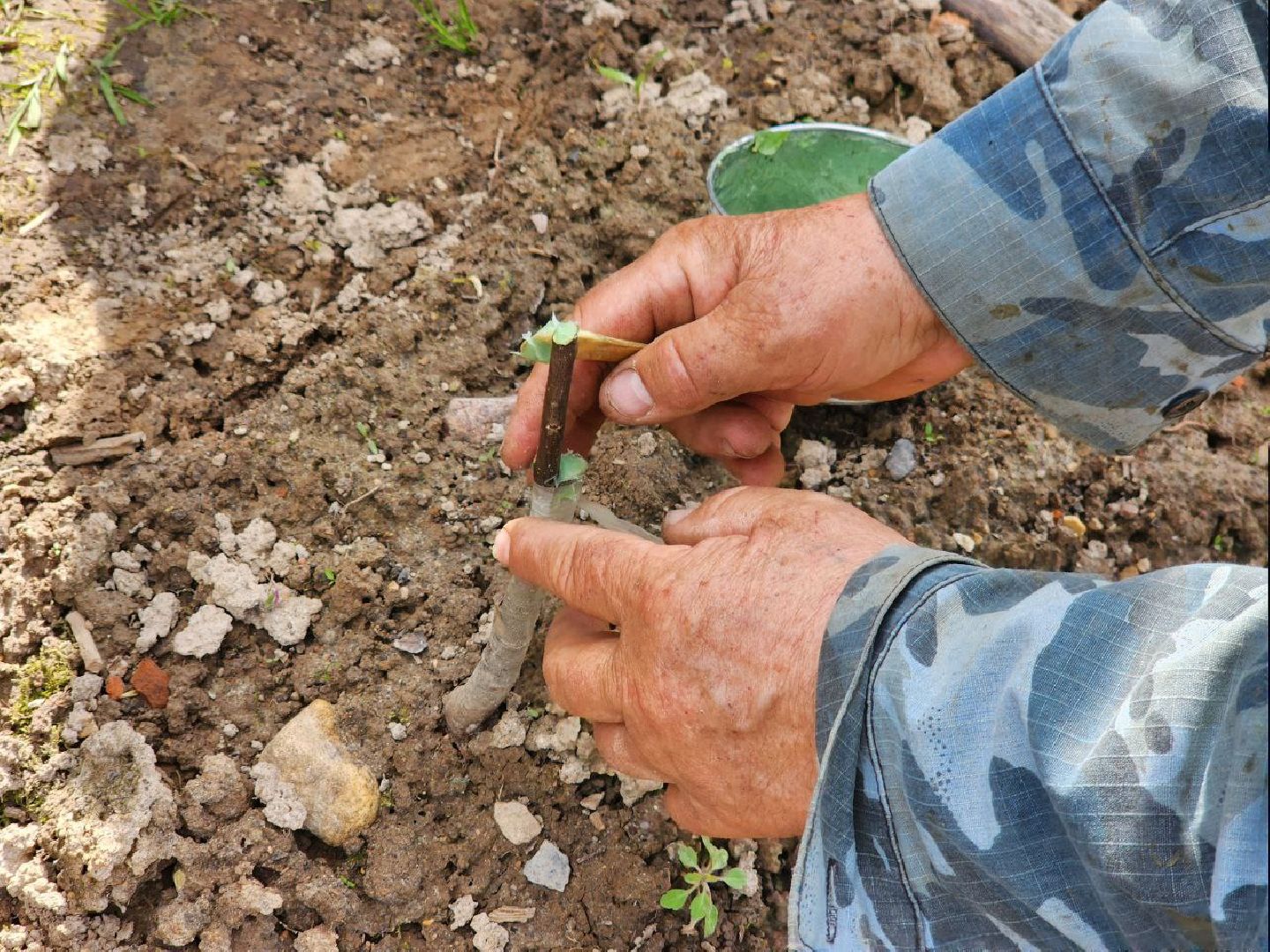 можайск, можайский городской округ, подмосковье, питомник, дети, школьные лесничества, юные лесничие, сад, своими руками, весенние работы, друзья леса, экология, тропарево, участковое лесничество, мособллес,