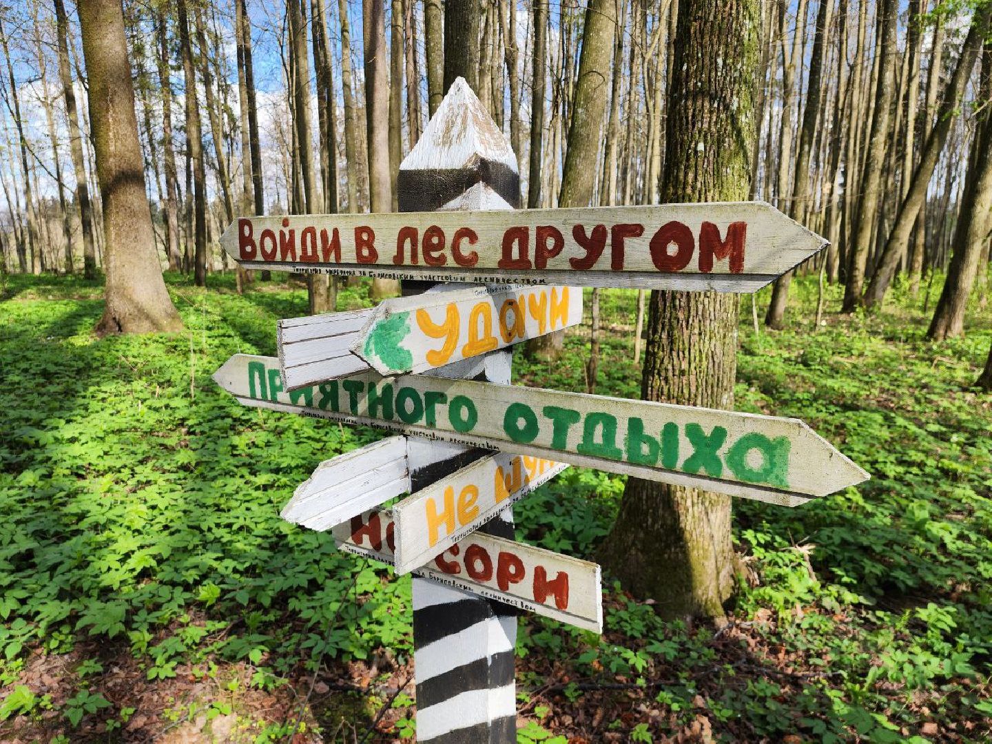 можайск, можайский городской округ, подмосковье, парк памяти, зона отдыха, лес, комитет лесного хозяйства, парк в лесу, благоустроенная территория,