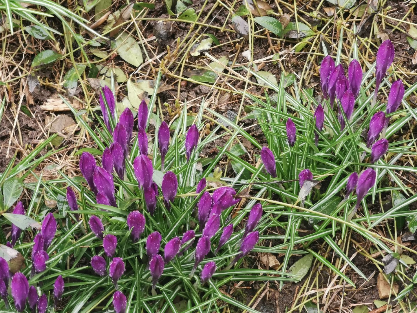 Крокусы, природа, первоцветы