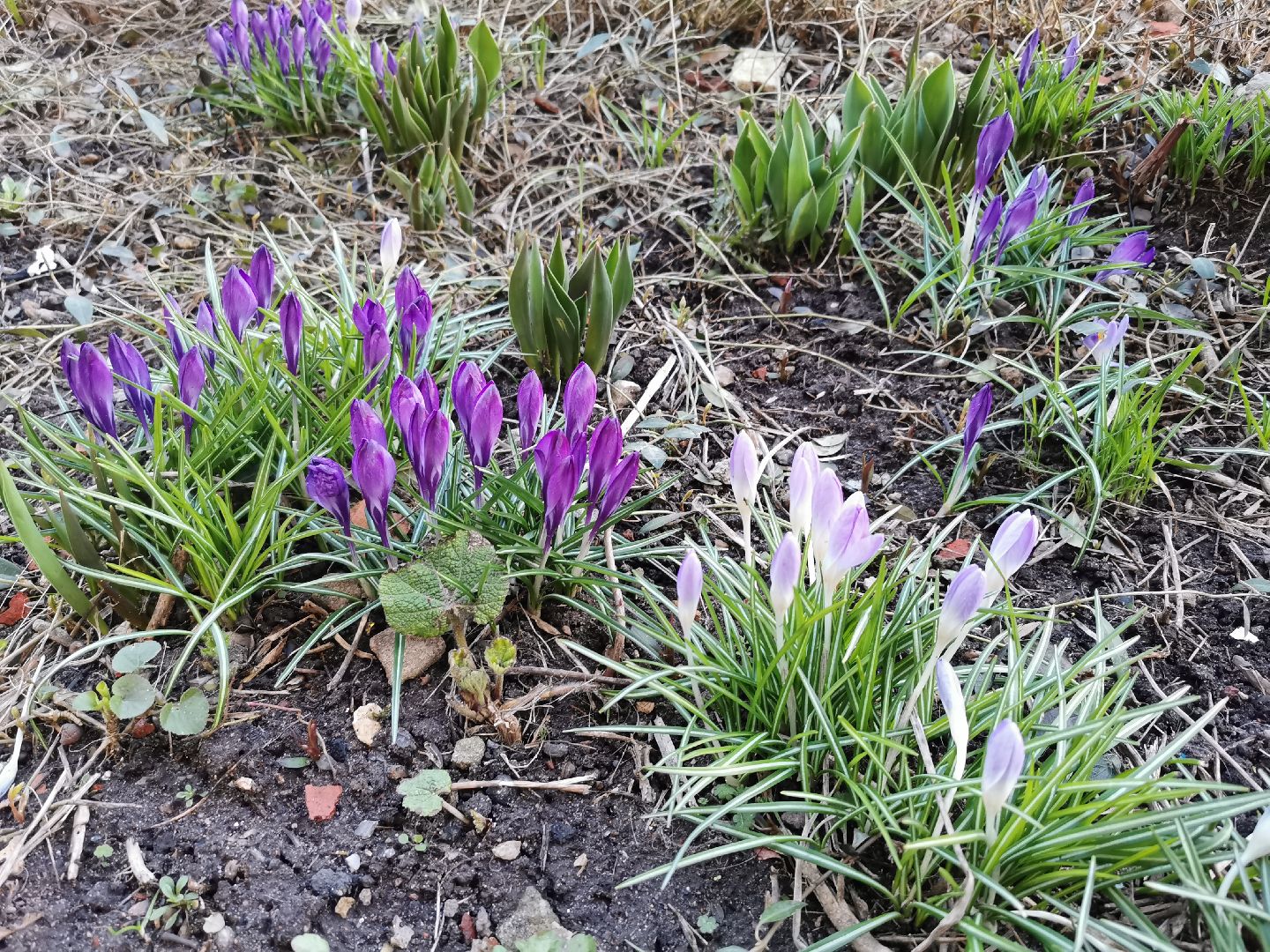 Крокусы, природа, первоцветы