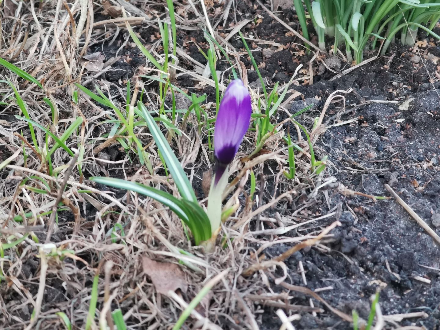 Крокусы, природа, первоцветы