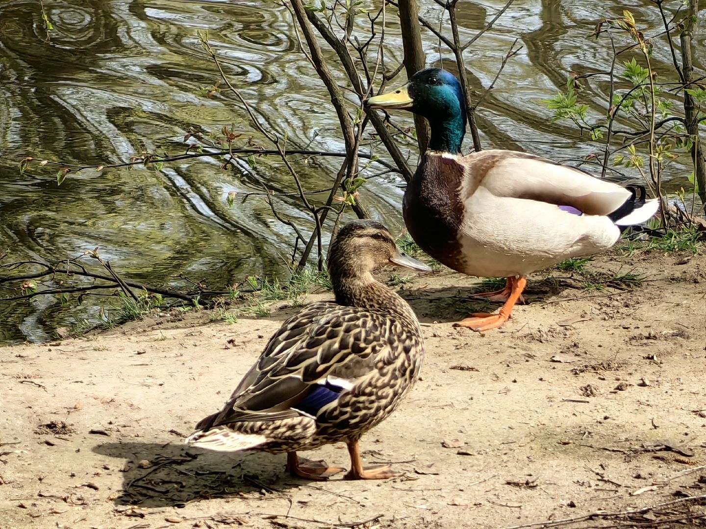 противопожарный режим, штраф, Геопортал Подмосковья, шашлыки,