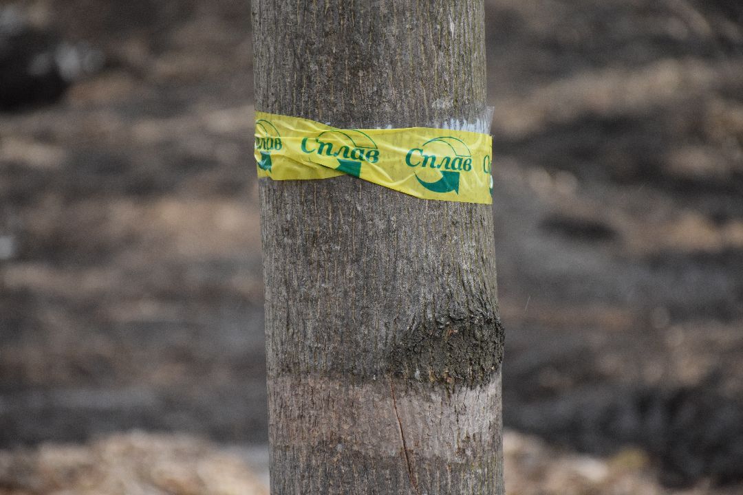 Павловский Посад, городской округ Павловский Посад, парк, благоустройство, Дубрава