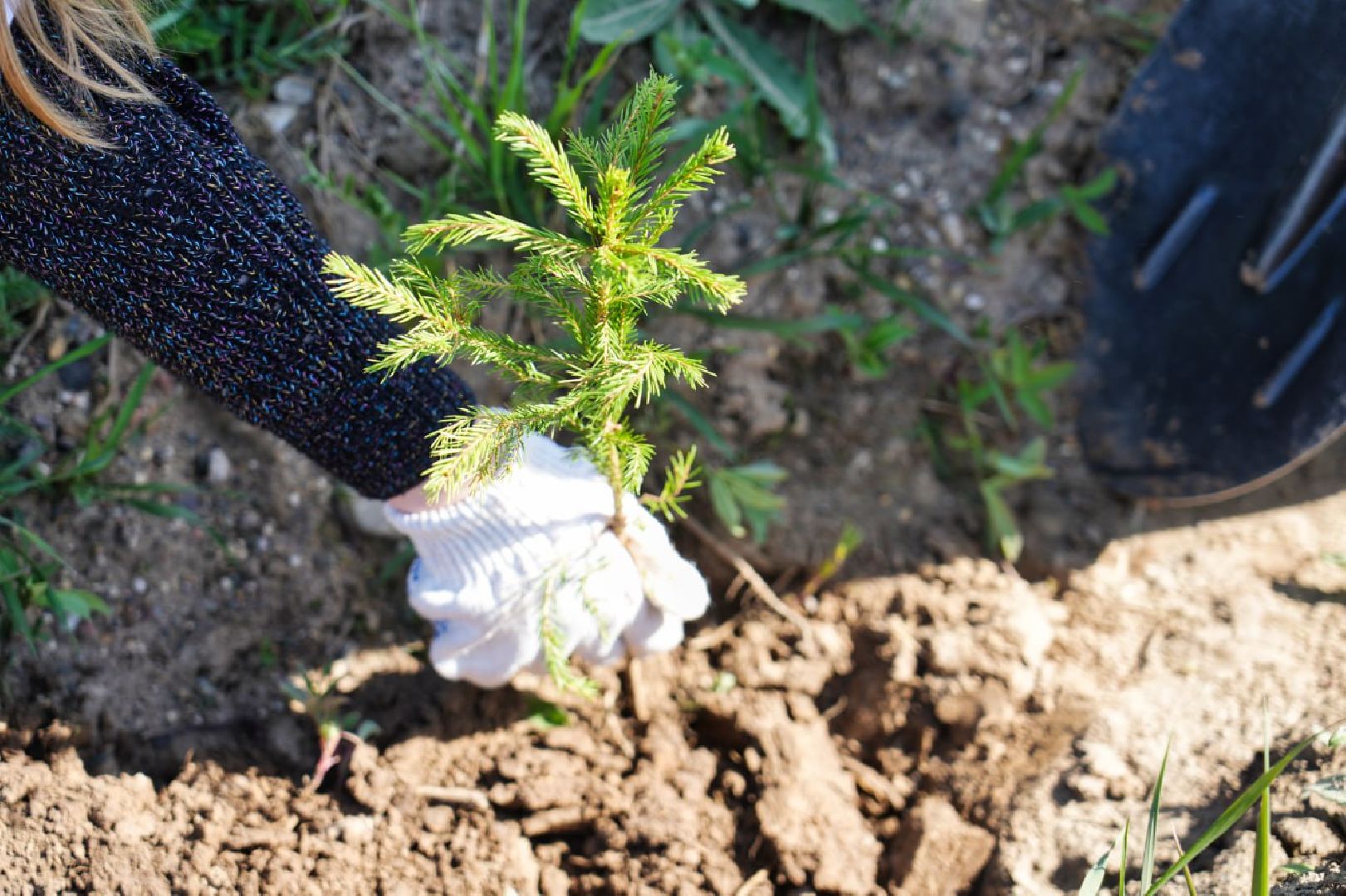 Сергиев Посад, День добрых дел, Акция, Сергиево-Посадский городской округ, Посадка деревьев, Школьники, Образование, Экология, Добро, Дети,