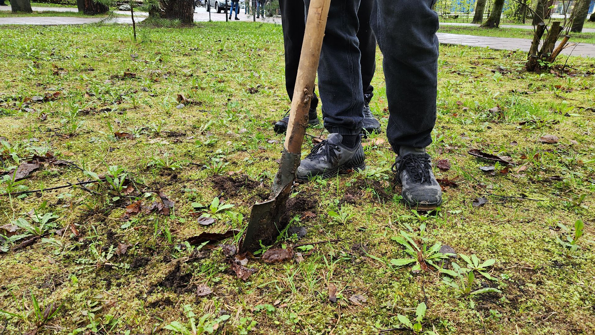 красногорск, день добрых дел, субботник, высадка деревьев,
