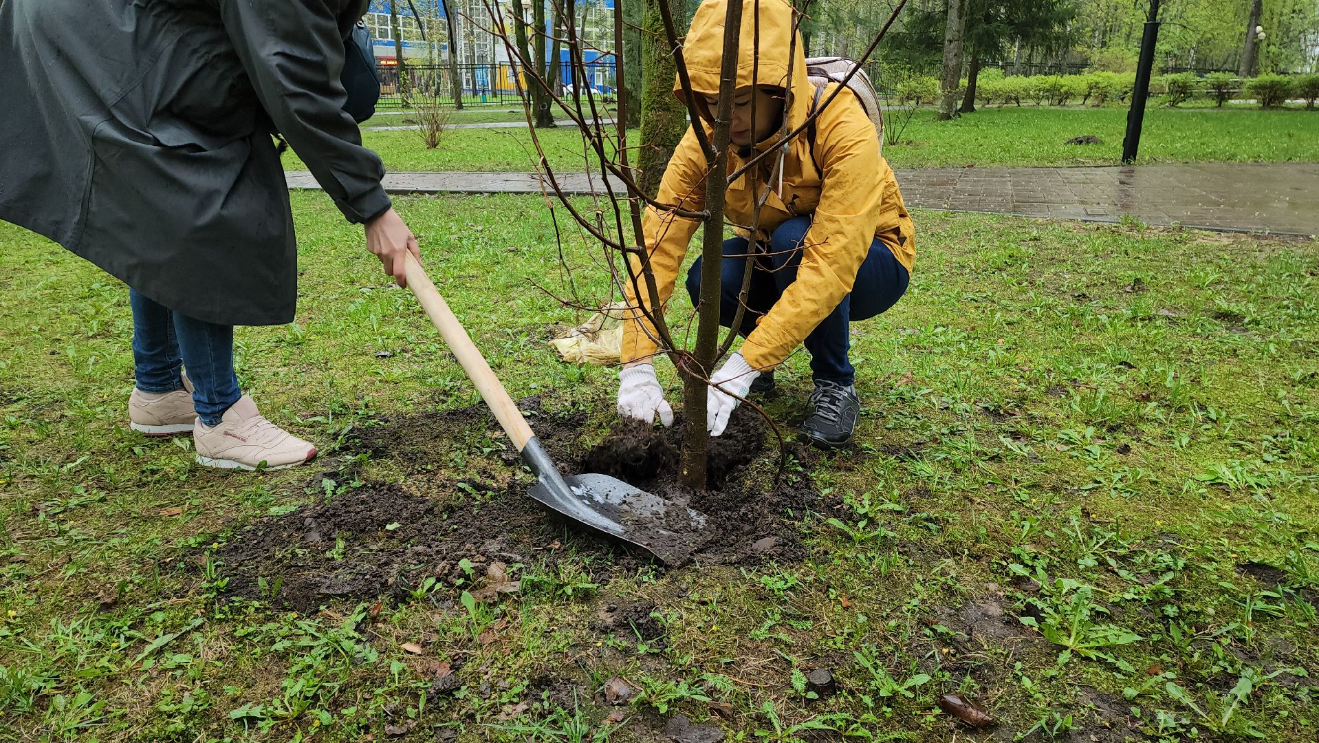 красногорск, день добрых дел, субботник, высадка деревьев,