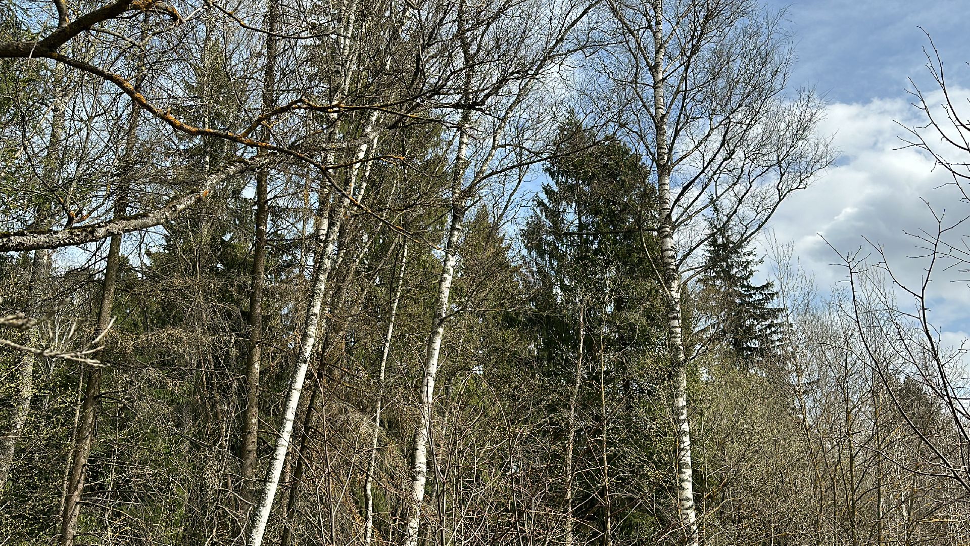 Клин, общество, пожары, отдых, отдых на природе, пожары лесов,