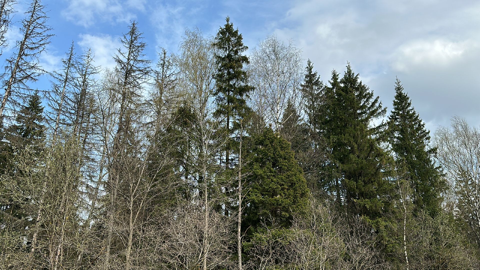 Клин, общество, пожары, отдых, отдых на природе, пожары лесов,