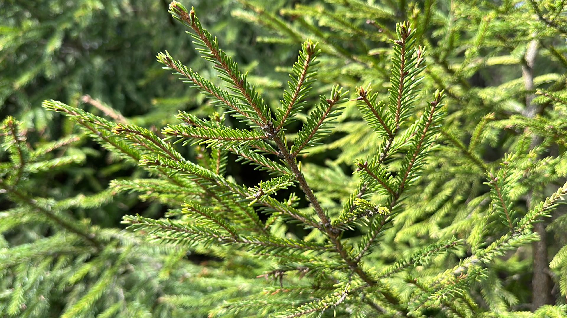 Клин, общество, пожары, отдых, отдых на природе, пожары лесов,