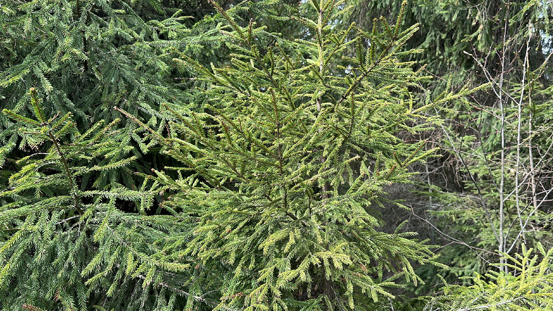 Клин, общество, пожары, отдых, отдых на природе, пожары лесов,