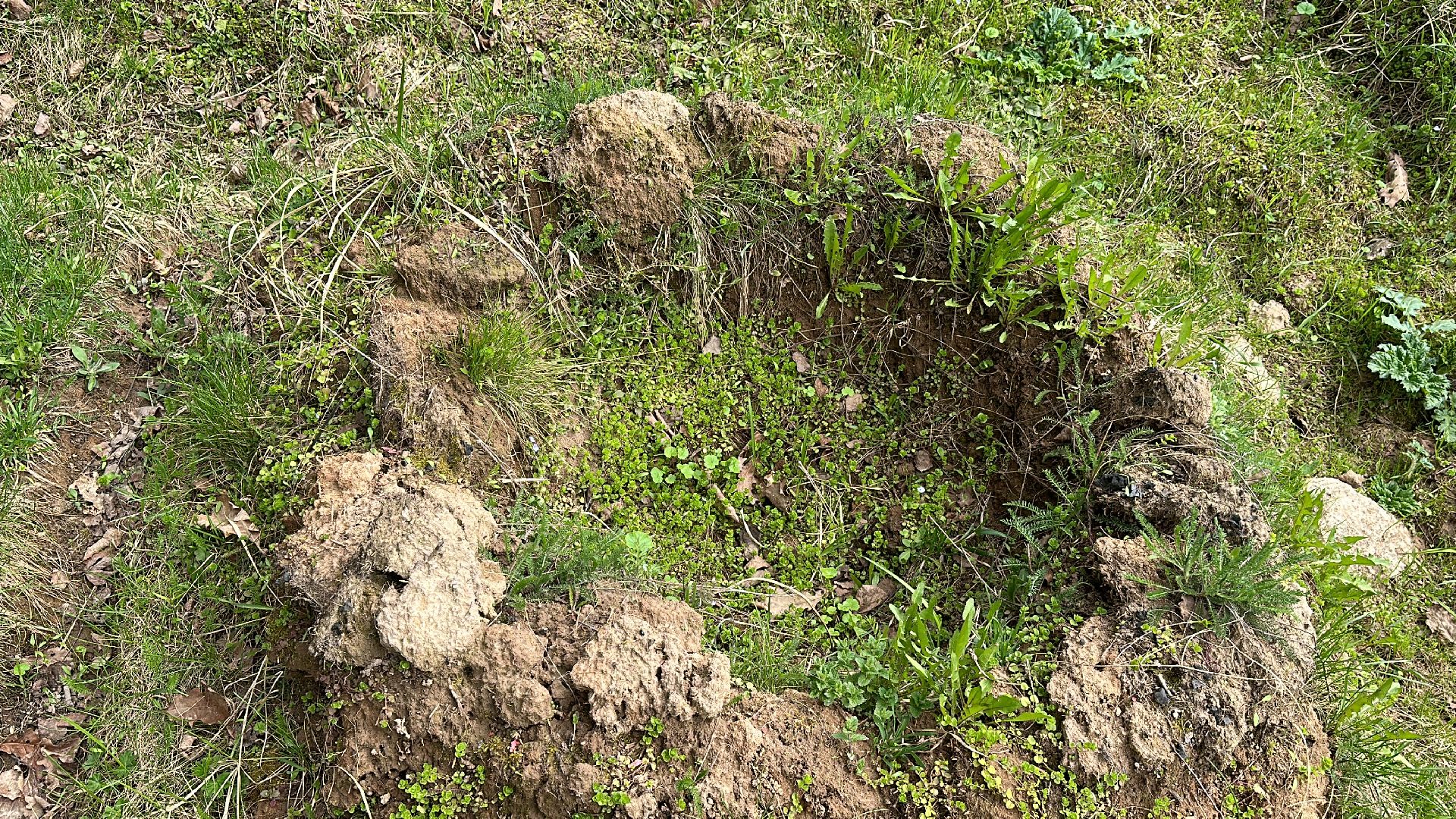 Клин, общество, пожары, отдых, отдых на природе, пожары лесов,