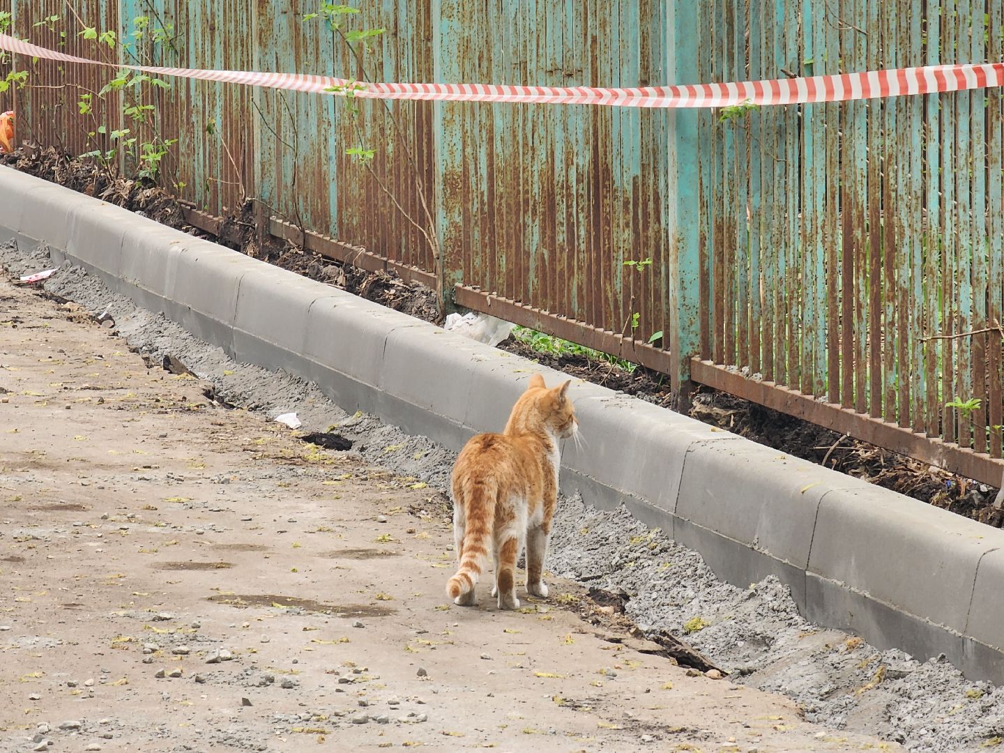 ногинск, благоустройство, ремонт, дворы, дороги, жители,