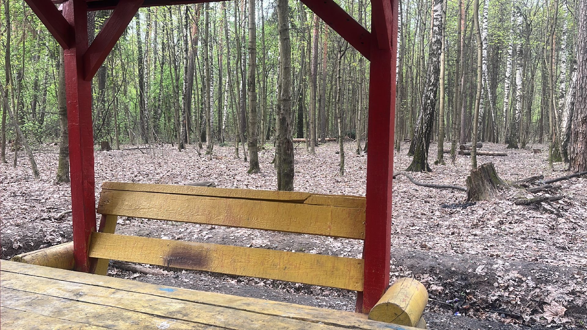 шашлык, шашлыки, шашлык в лесу, жарить шашлык, мангал, место для мангала,