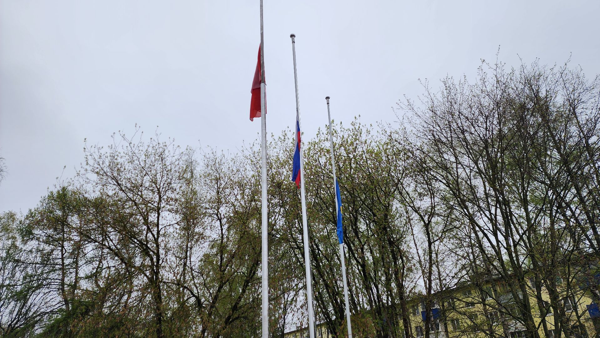 Солнечногорск, лицей 7, школьники, посадка деревьев, день добрых дел,