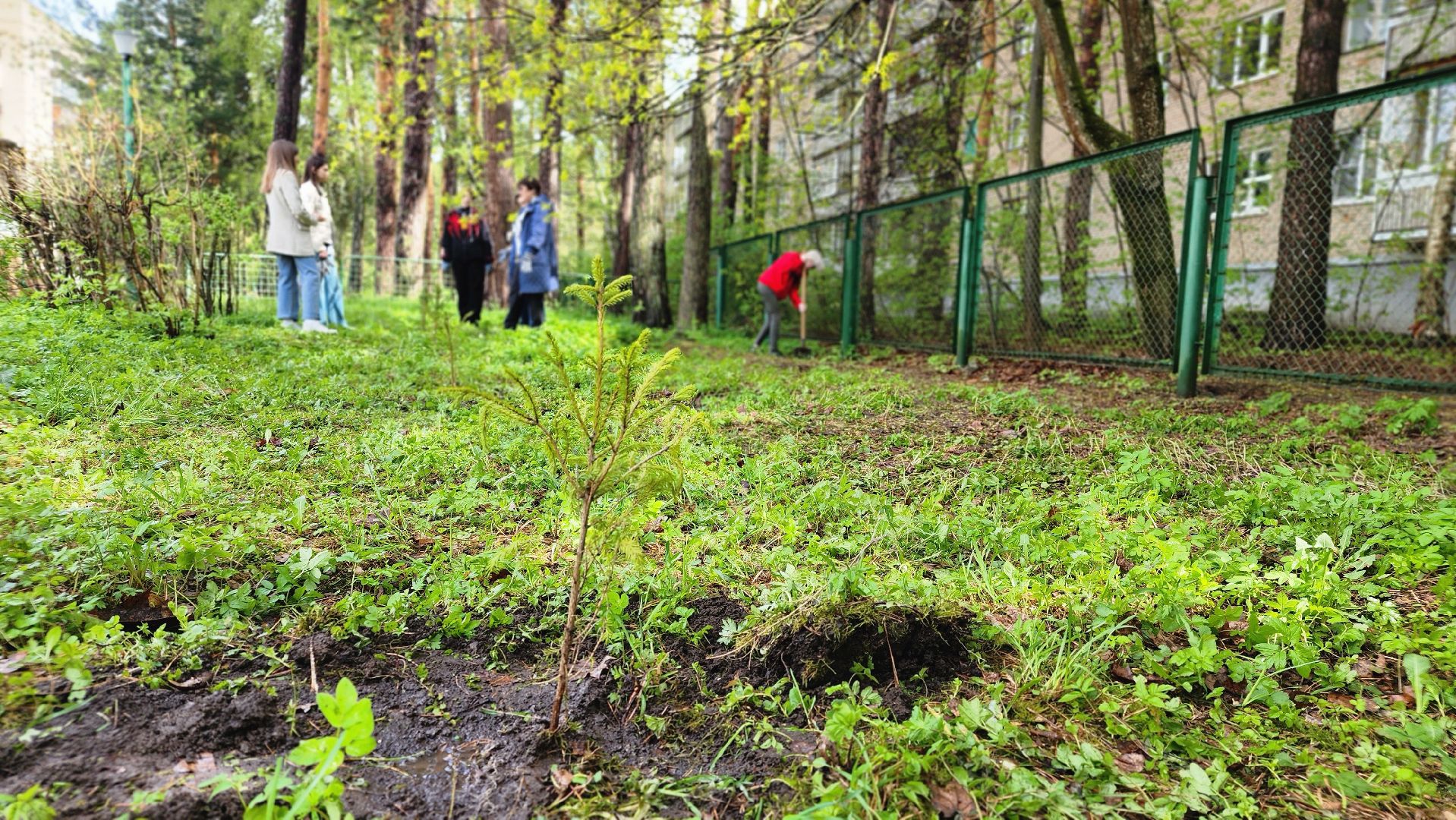 ддд, день добрых дел, протвино, посадка деревьев, лицей2, дети,