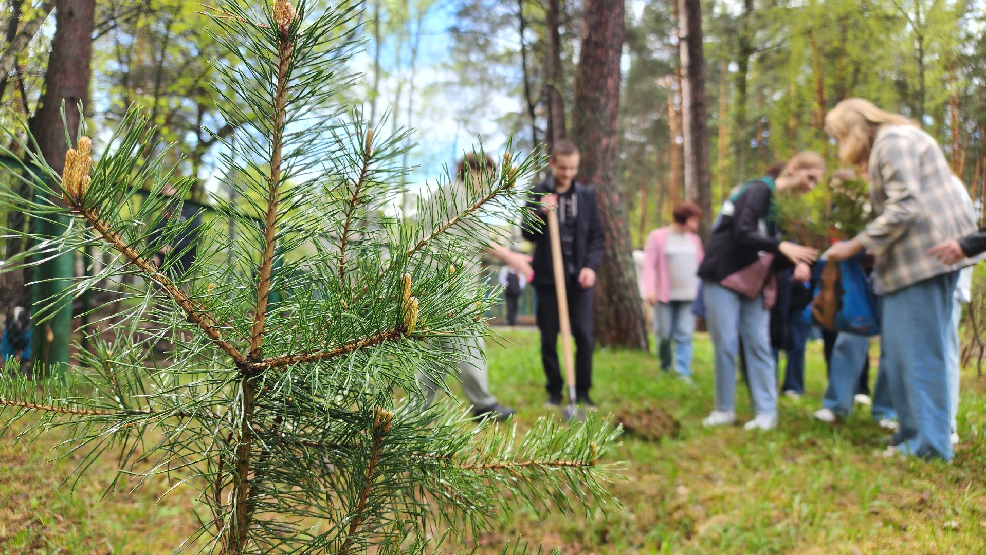 ддд, день добрых дел, протвино, посадка деревьев, лицей2, дети,