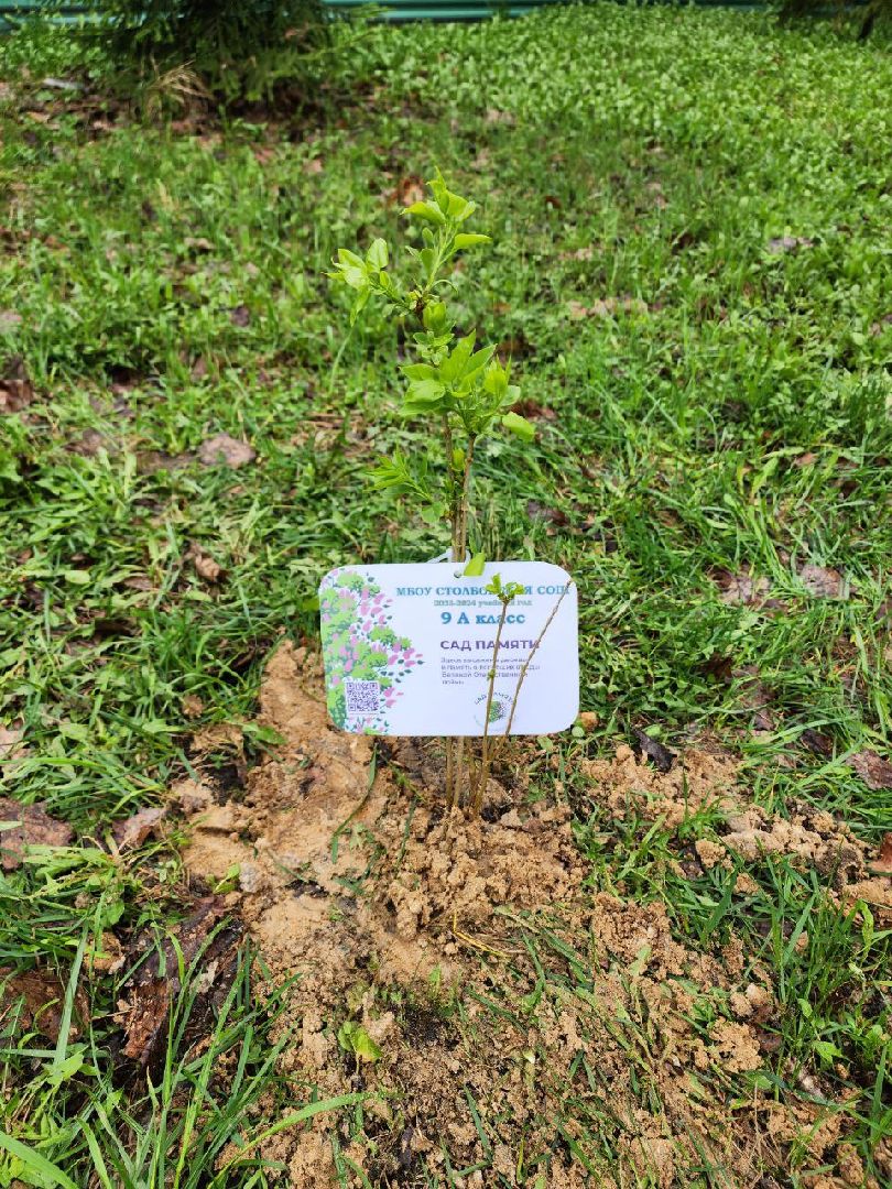 чехов, день добрых дел, субботник, аллея памяти, школьники, сирень,