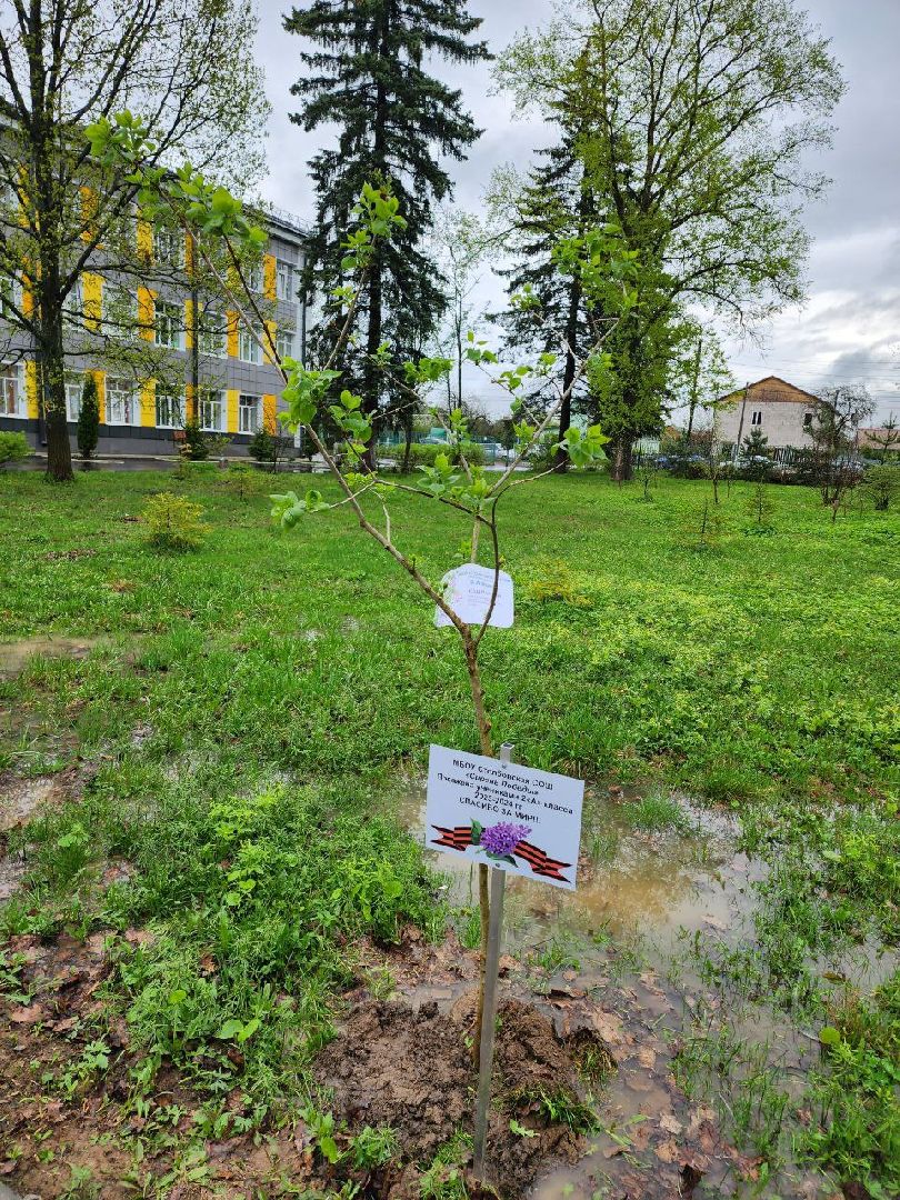 чехов, день добрых дел, субботник, аллея памяти, школьники, сирень,