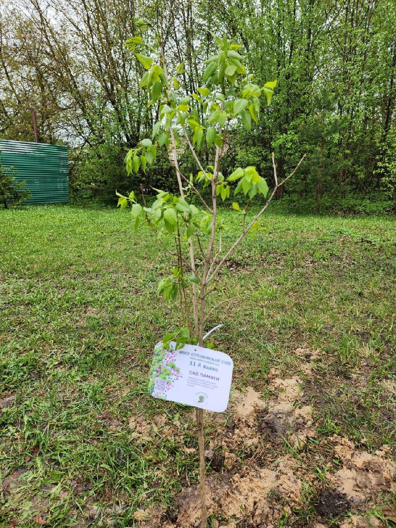 чехов, день добрых дел, субботник, аллея памяти, школьники, сирень,