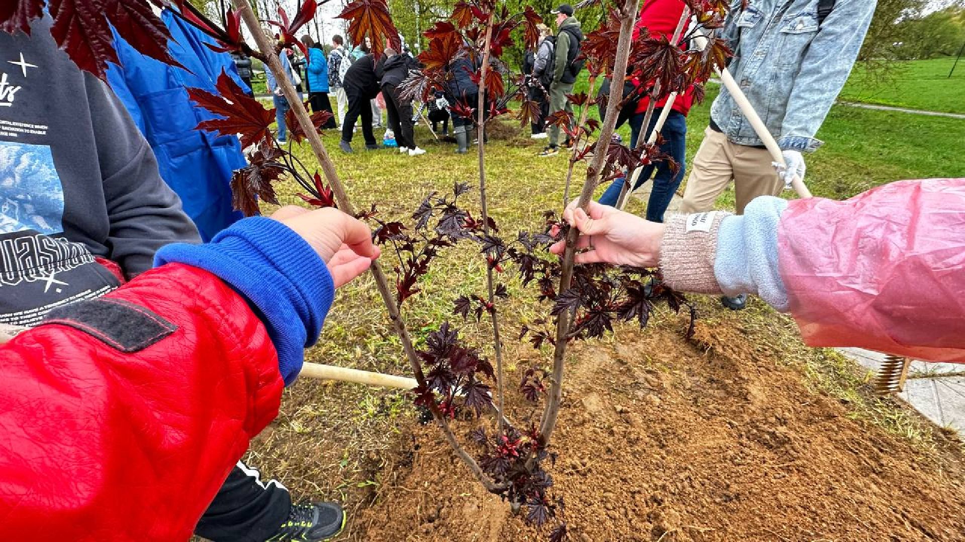 можайск, можайский городской округ, подмосковье, день добрых дел, акция, областная акция, волонтеры, активисты, посадка деревьев, парк, парк ривьера, благоустройство, субботник,