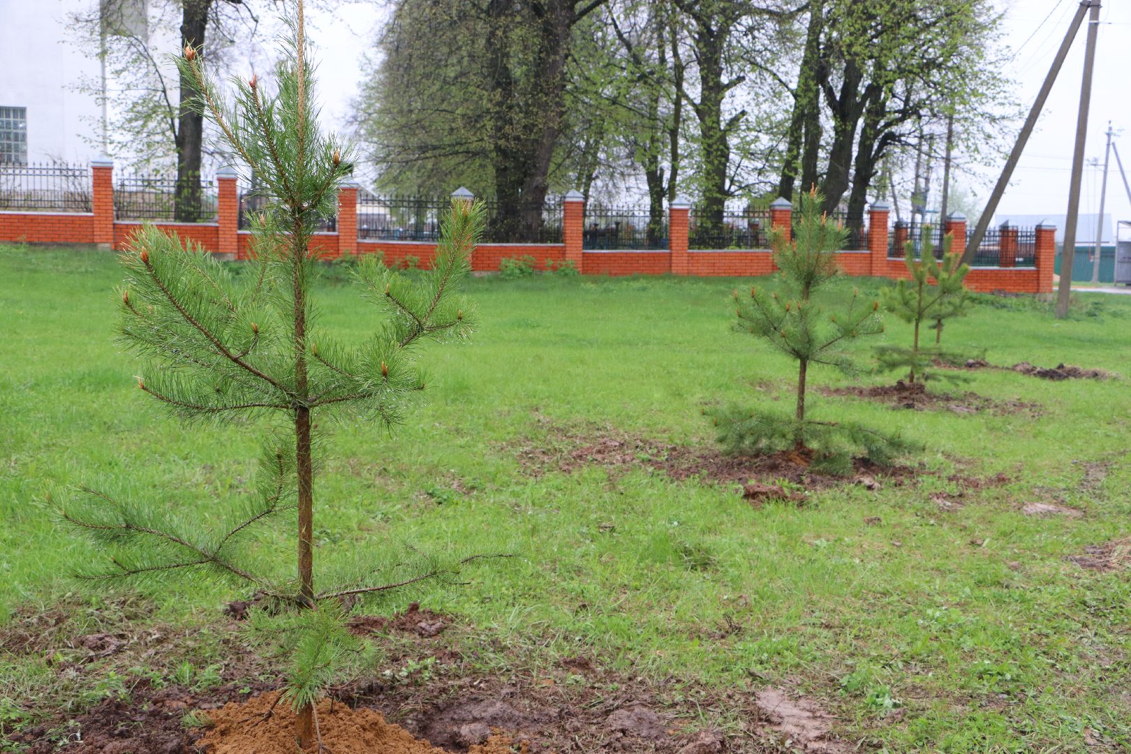 Серебряные Пруды, сквер к 100-летию Серебряно-Прудского района, сосны, посадка деревьев, день добрых дел, общеобластной субботник,