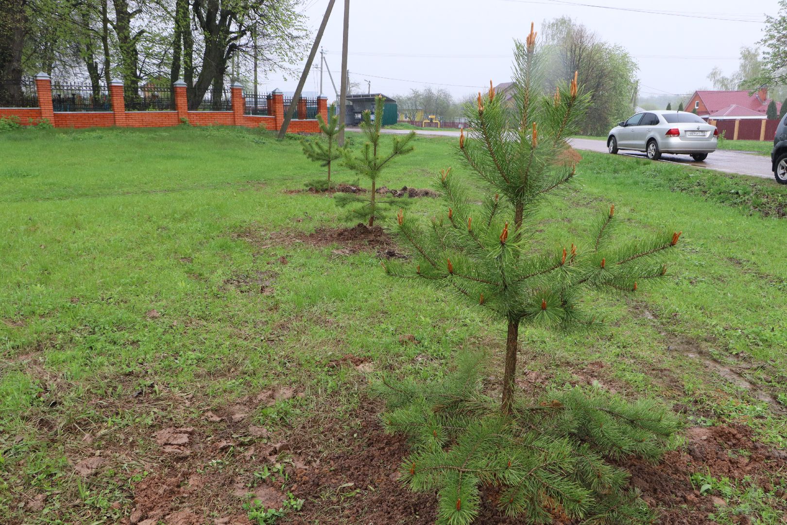 Серебряные Пруды, сквер к 100-летию Серебряно-Прудского района, сосны, посадка деревьев, день добрых дел, общеобластной субботник,