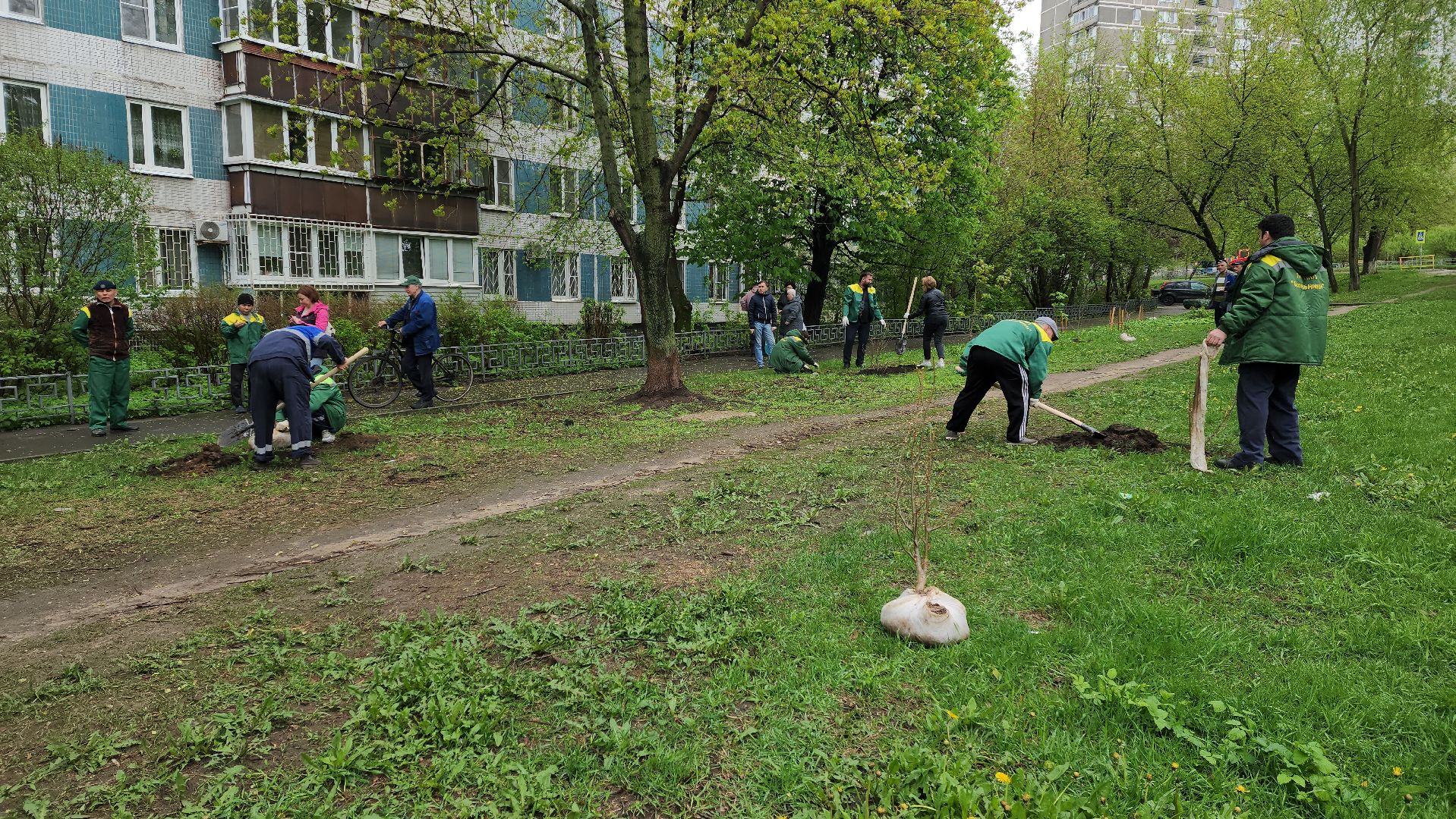 субботник, посадка деревьев, день добрых дел,
