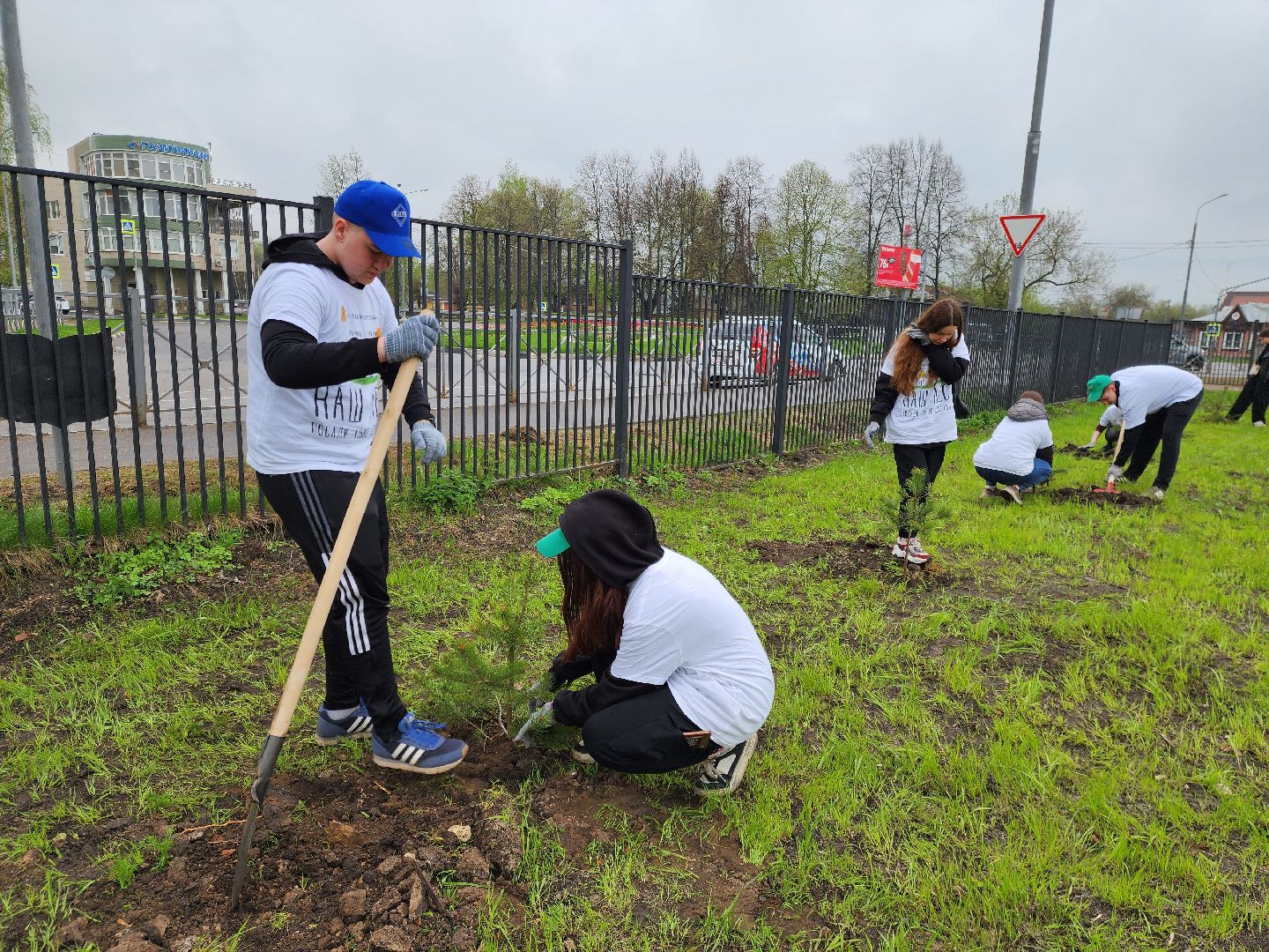 день добрых дел, ногинск, школа, посадка деревьев, сосновая аллея,
