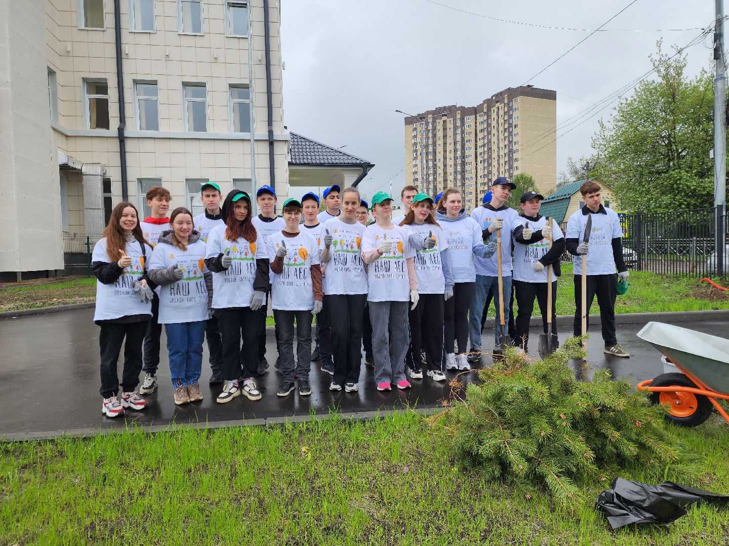 день добрых дел, ногинск, школа, посадка деревьев, сосновая аллея,