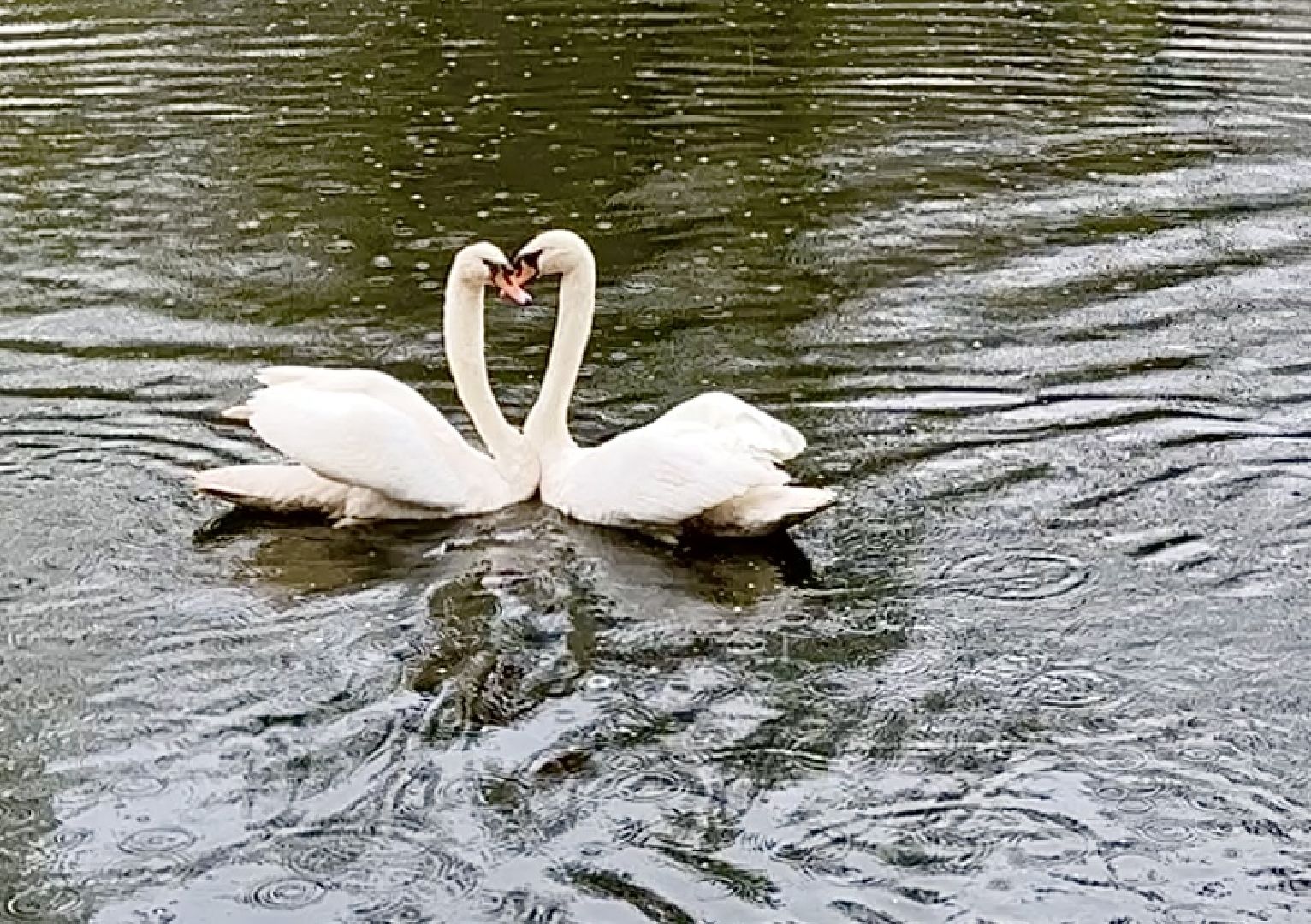 Клин, общество, лебеди, люди, весна, отдых на природе,