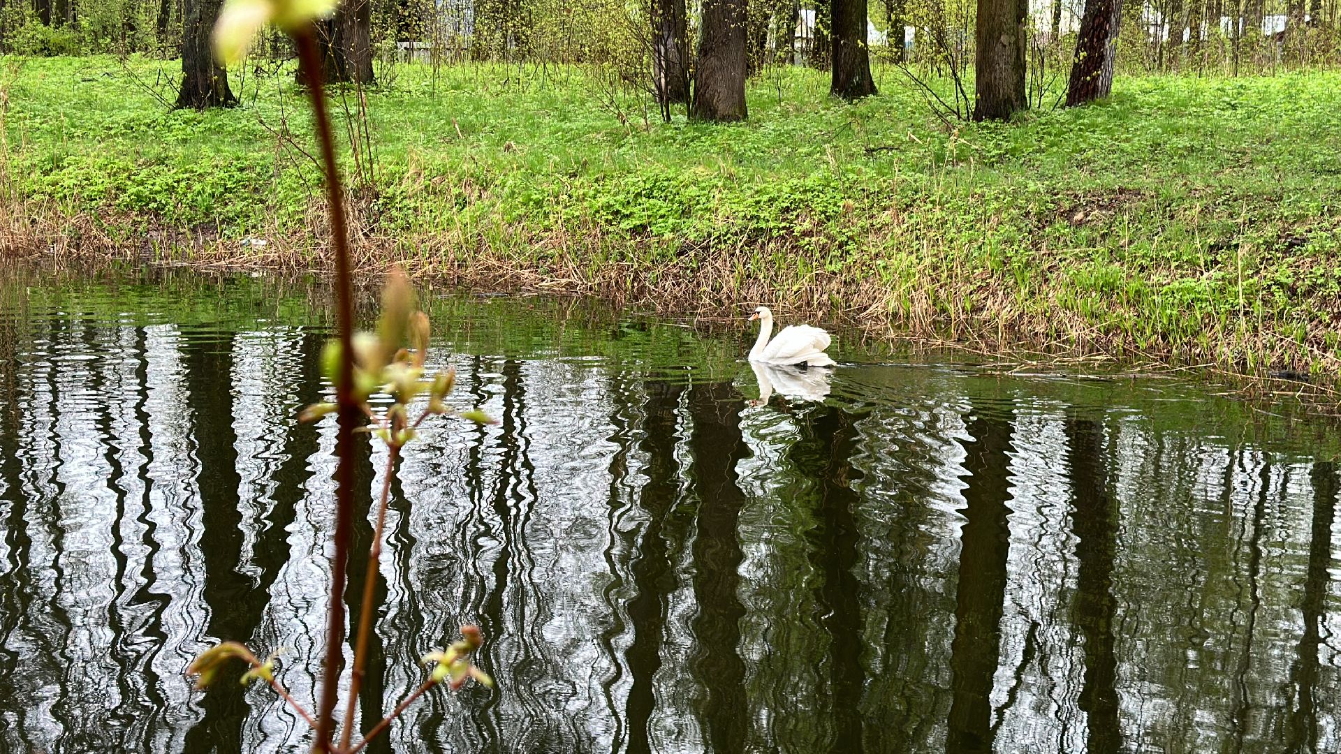 Клин, общество, лебеди, люди, весна, отдых на природе,
