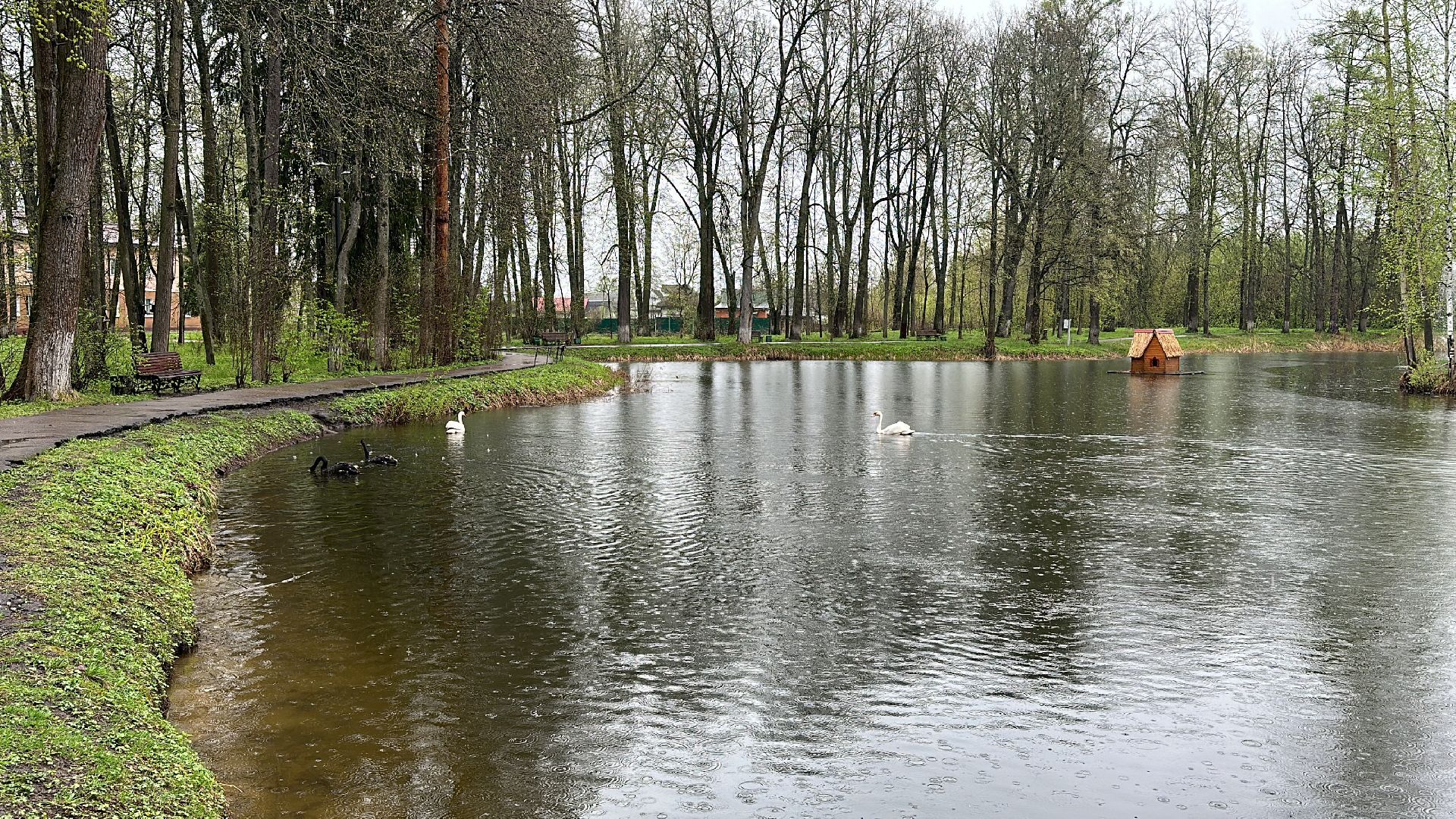 Клин, общество, лебеди, люди, весна, отдых на природе,