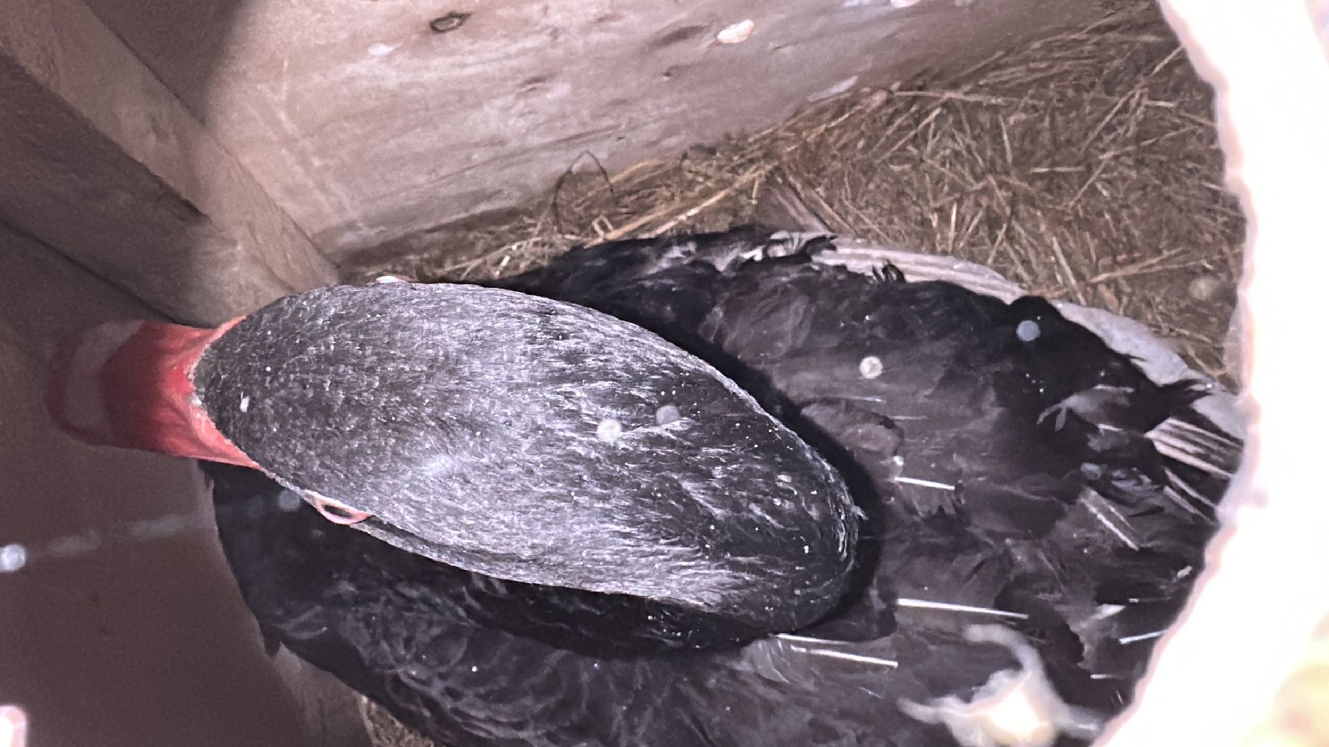 Клин, общество, лебеди, люди, весна, отдых на природе,