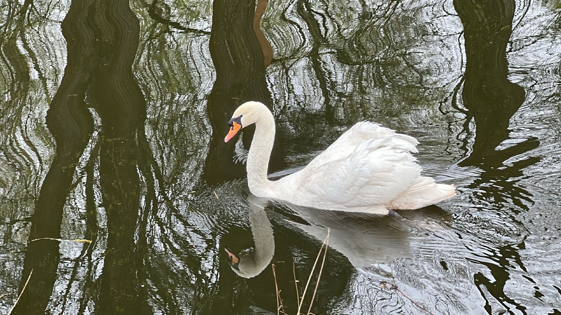 Клин, общество, лебеди, люди, весна, отдых на природе,