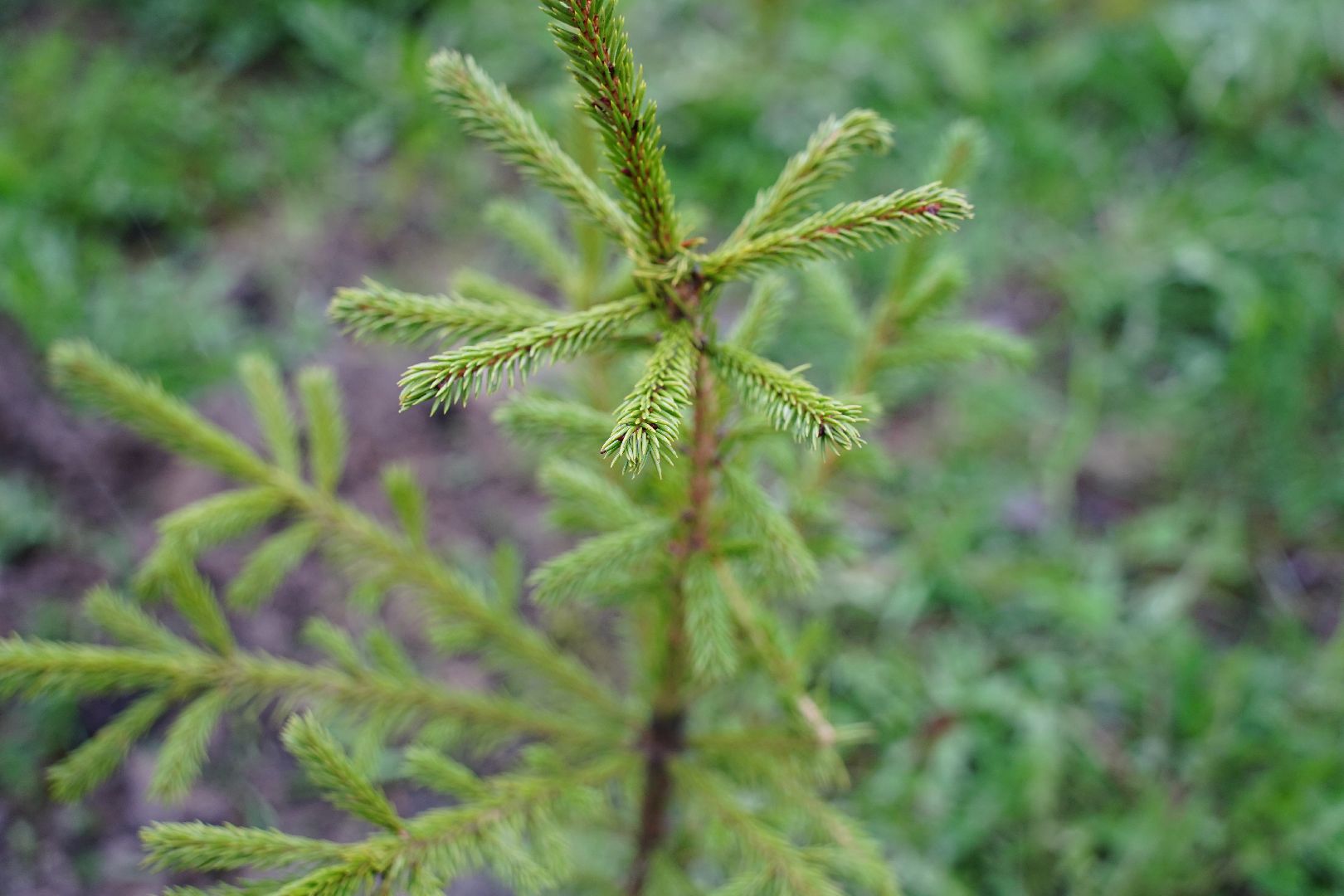 ДК Косякова, парк Крестов брод, Рошаль, общеобластной субботник, Большая Шатура,
